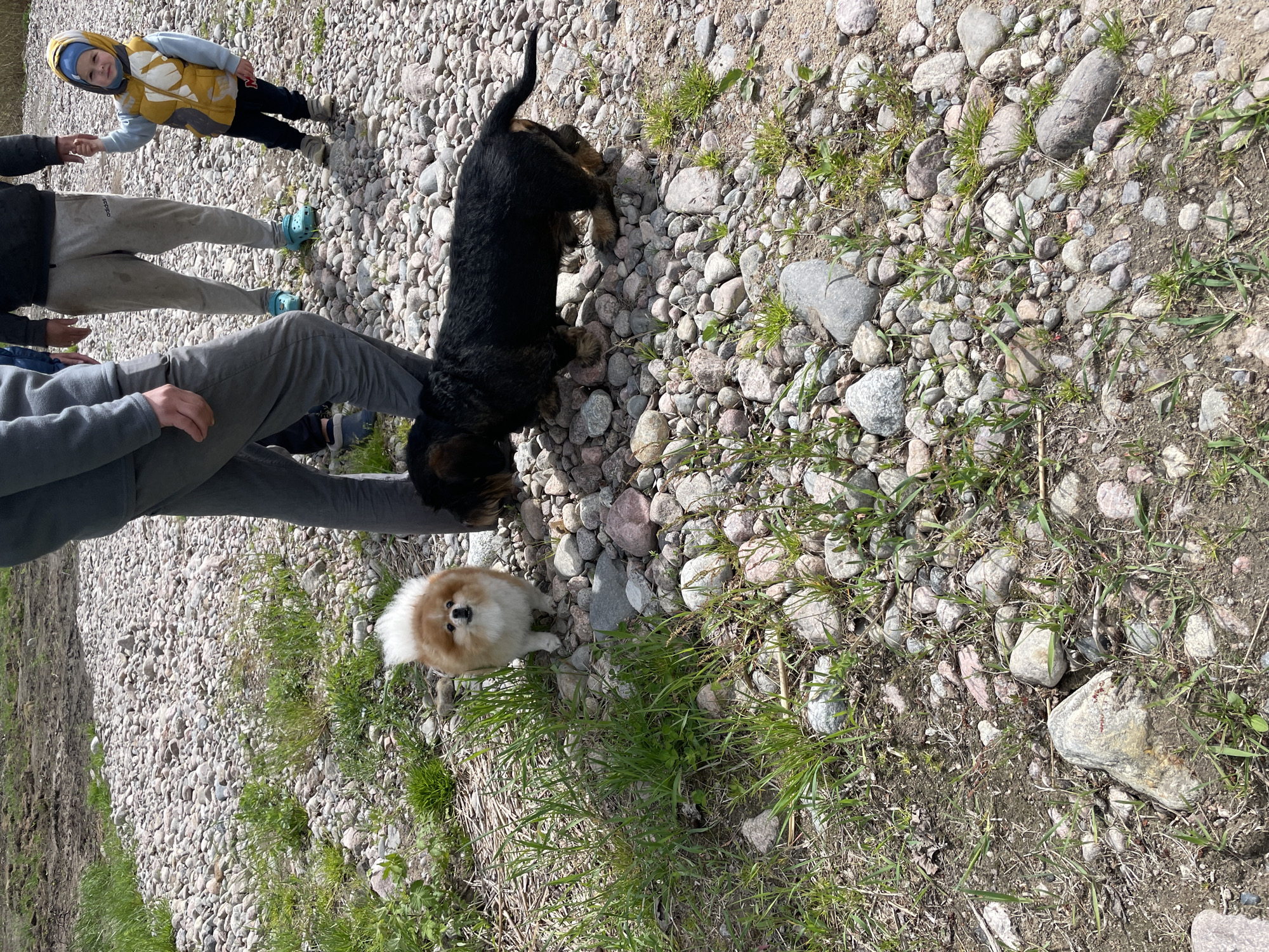 The image shows a person in gray pants crouching next to a Pomeranian and a black dog on a ground covered with pebbles, grass, and dirt. In the background, there is a child in a yellow vest. The image was taken in an outdoor environment.