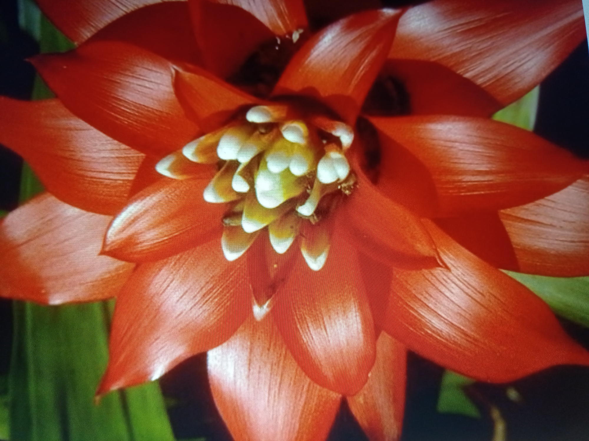 The image is a close-up, high-angle shot of a vibrant red bromeliad flower. The petals are broad and pointed, with a glossy sheen that reflects light. In the center of the flower, a cluster of small, white, tubular structures with yellow tips is visible. The background consists of out-of-focus green foliage and dark shadows. The image quality is somewhat pixelated, suggesting it might be a photograph of a screen or a low-resolution digital image. There is no indication of the location in Mukachevo, Ukraine.