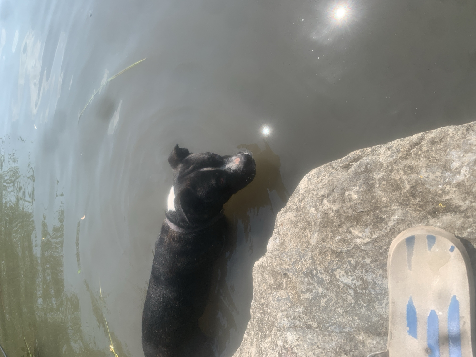A black and white dog stands in murky water next to a large rock. The dog is partially submerged, with its head and shoulders visible above the water. It has a white patch on its chest. The water is calm with some ripples. The sun is shining brightly, creating a glare on the water's surface. In the foreground, a light-colored sandal with blue stripes rests on the rock. The scene appears to be outdoors, likely near a body of water like a lake or river. The bright sunlight suggests it is daytime, possibly midday. The presence of the dog and the sandal implies a recreational setting.