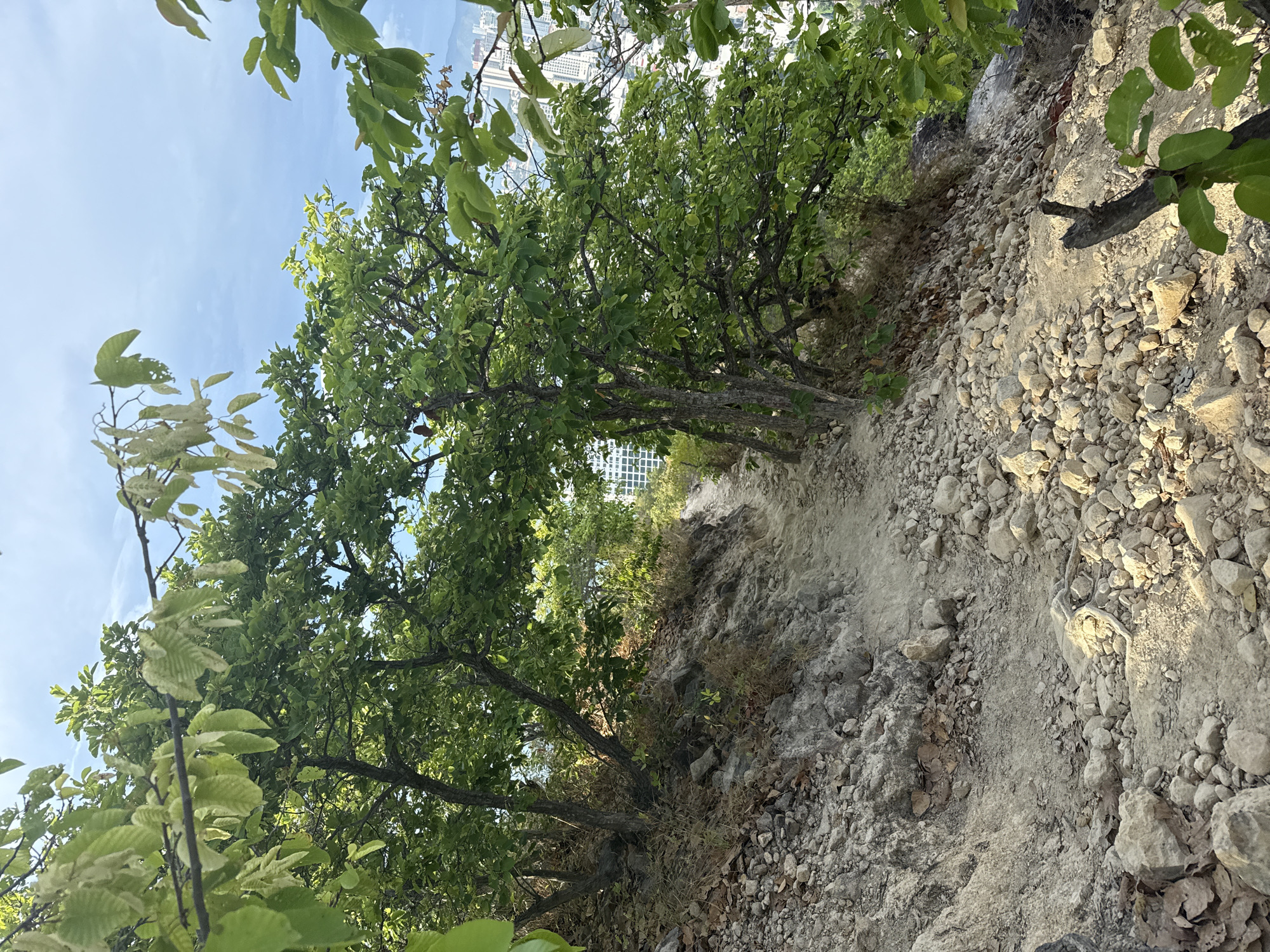 This image depicts a steep, rocky hillside trail in Bac Nha Trang Ward, Vietnam. The path is uneven and composed of loose rocks and dirt. The trail is flanked by trees with green leaves on both sides. Glimpses of buildings are visible through the trees, indicating the proximity to urban areas. The sky is light blue with wisps of clouds. There is no visible human activity.