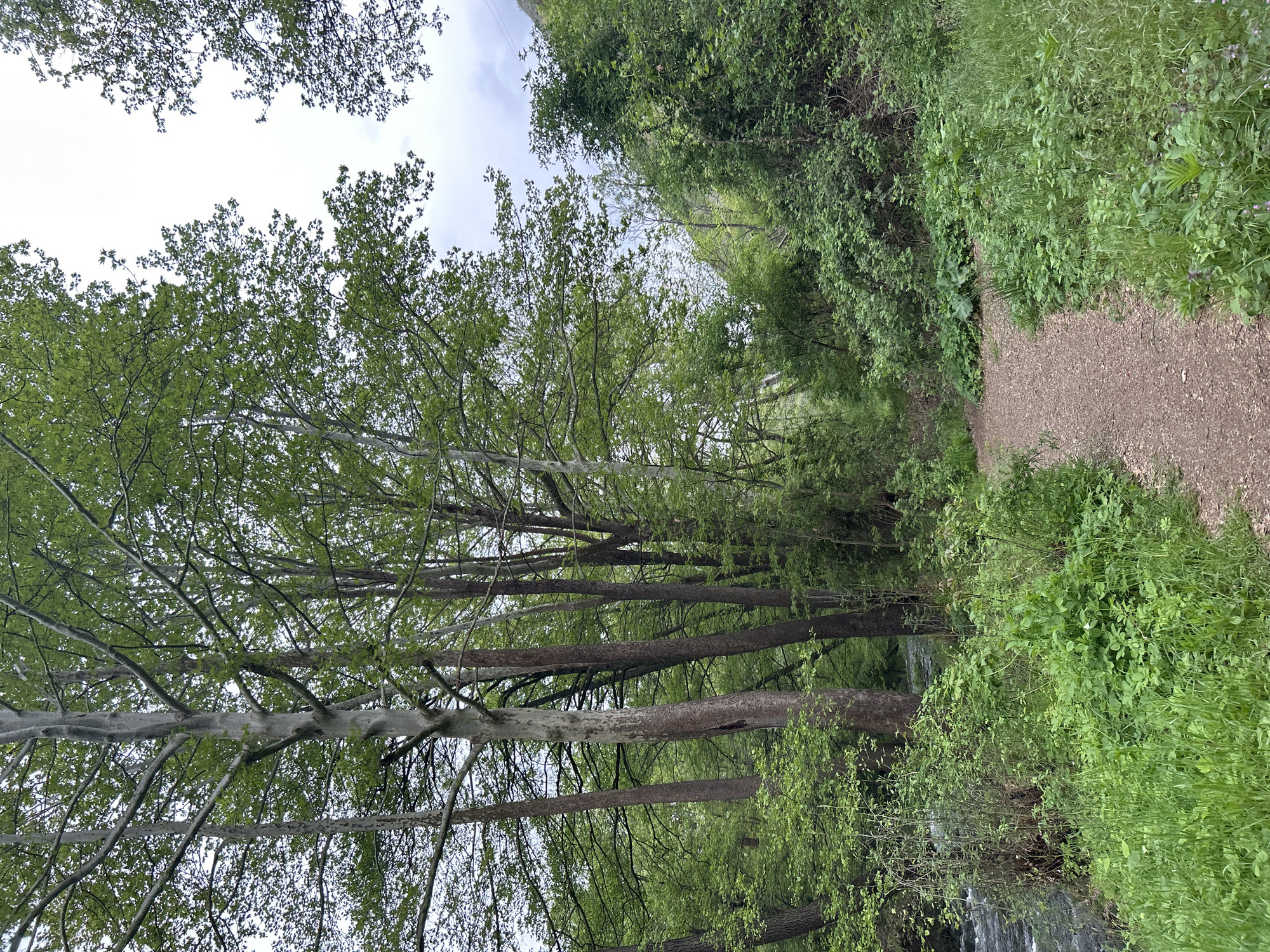 A dirt path leads through a heavily wooded area, likely a park or forest, in Parvenets, Bulgaria. The path is bordered by dense vegetation on both sides, including tall grass, bushes, and trees. Tall trees line the path, their branches reaching high overhead. The sky is visible through the canopy, suggesting an overcast or partly cloudy day. The perspective of the image is oriented vertically, giving a sense of looking up through the trees. A body of water and small waterfalls, barely visible, are seen near the treeline. There are no people visible in the scene.