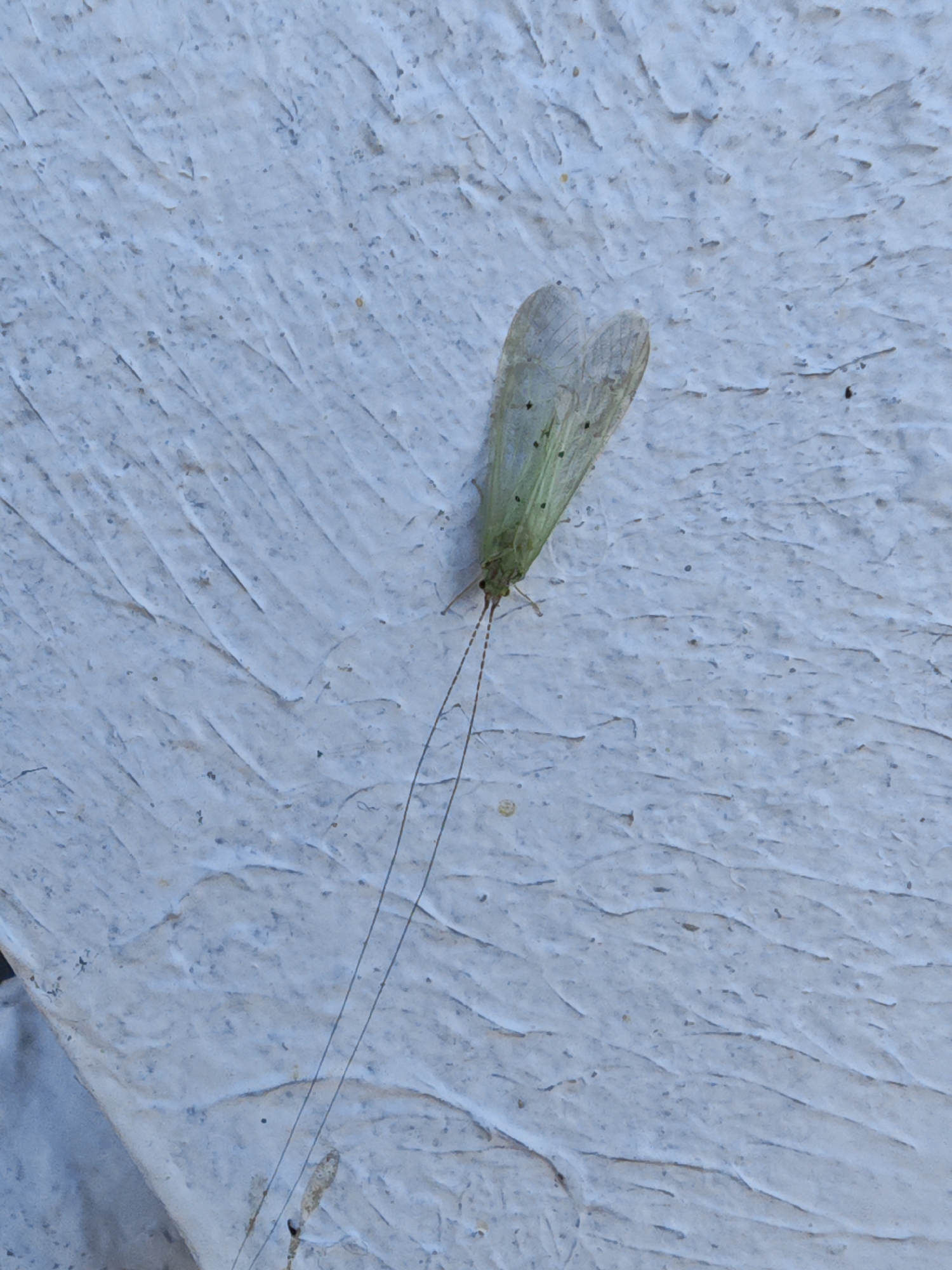 A light green insect with delicate wings and long antennae is attached to a textured, pale blue surface. The surface appears to be a wall or similar structure, with visible brush strokes and rough patches. The insect is positioned vertically, with its head pointing downwards. The background is uniformly pale blue, with no other discernible objects or features. The image was captured in Bor, Russia.