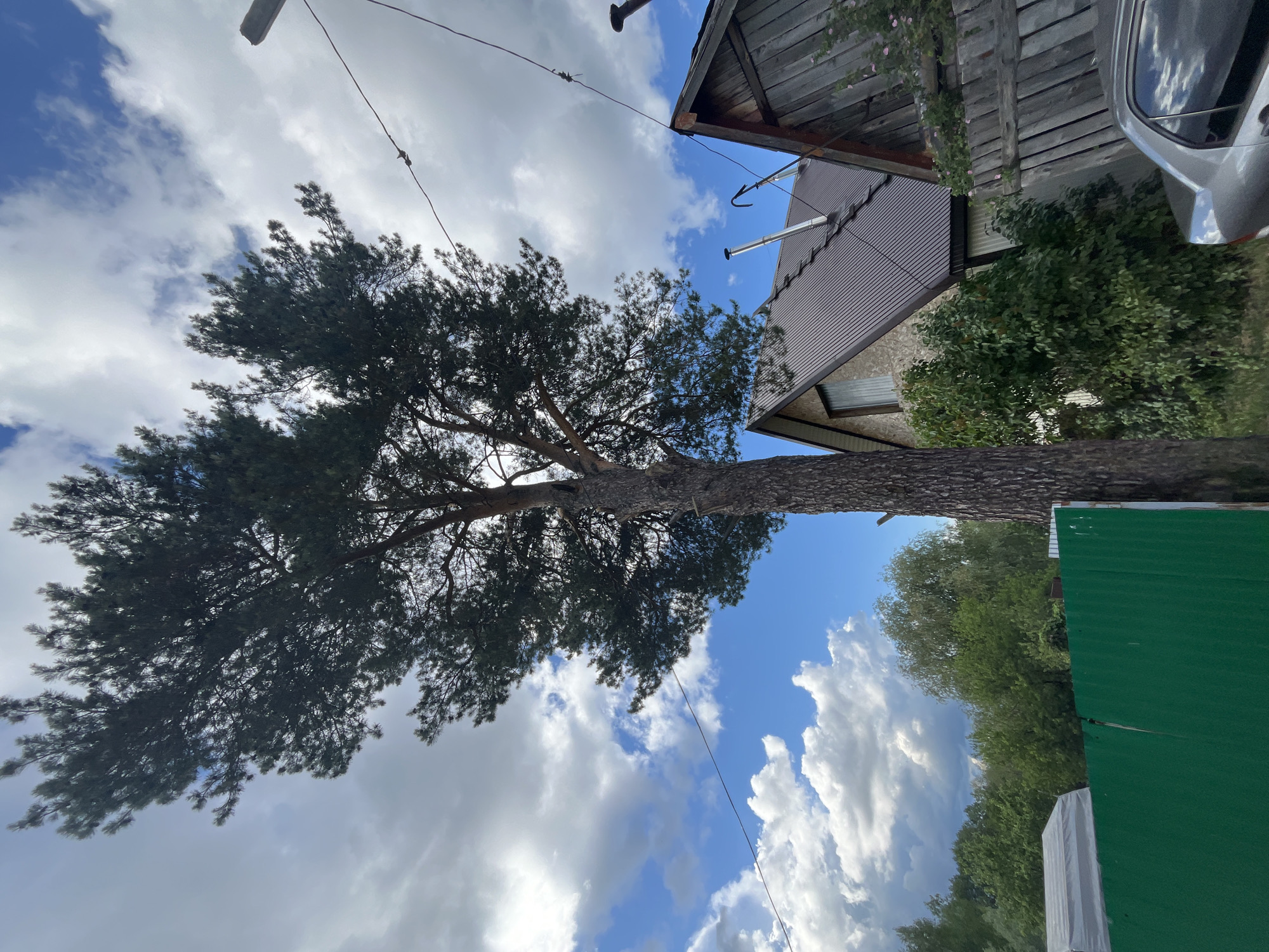 The image captures an outdoor scene, likely a residential area in Chaikovsky, Russia, viewed from a low angle looking upwards. A prominent, dark green pine tree with a thick, textured trunk stands on the left, its dense foliage filling much of the upper left and central frame against the sky.
To the right, a building featuring a dark, corrugated metal roof and light-toned walls is visible. Two shining metal chimneys or ventilation pipes extend from the roof, alongside a distinctive curved metal hook. Above the main building, a wooden fence or structure adorned with small pink flowers is partially seen. A sliver of a silver car, reflecting the sky, is visible at the extreme upper right.
The sky is a vibrant blue, adorned with numerous bright white, cumulus clouds, suggesting a clear and sunny mid-day. Several utility lines or wires traverse the upper portion of the sky. At the bottom right, a bright green corrugated metal fence or wall stands, behind which a dense expanse of green trees and foliage stretches into the background.
The scene is devoid of people or discernible activity, presenting a tranquil and typical daytime outdoor view. There is no visible text in the image.