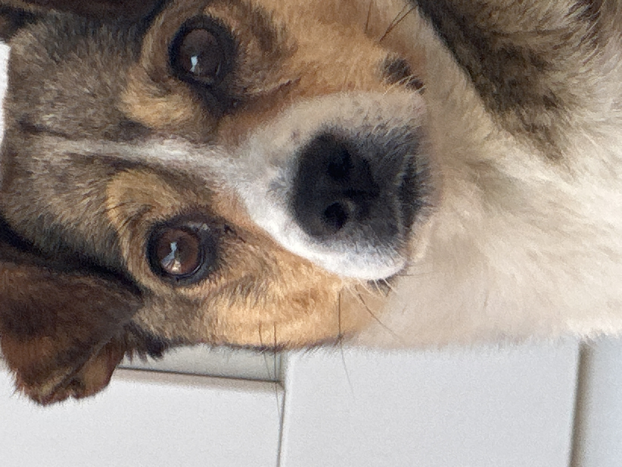 A close-up, headshot of a small mixed-breed dog is presented. The dog has brown and tan fur with a white blaze down its nose. Its eyes are dark brown and alert, and its nose is black and wet. The dog is looking directly at the camera. The background is out of focus, but appears to be a white, textured surface, possibly a wall or siding. There is no specific information about the location in Makiv, Ukraine, provided in the image or its context.