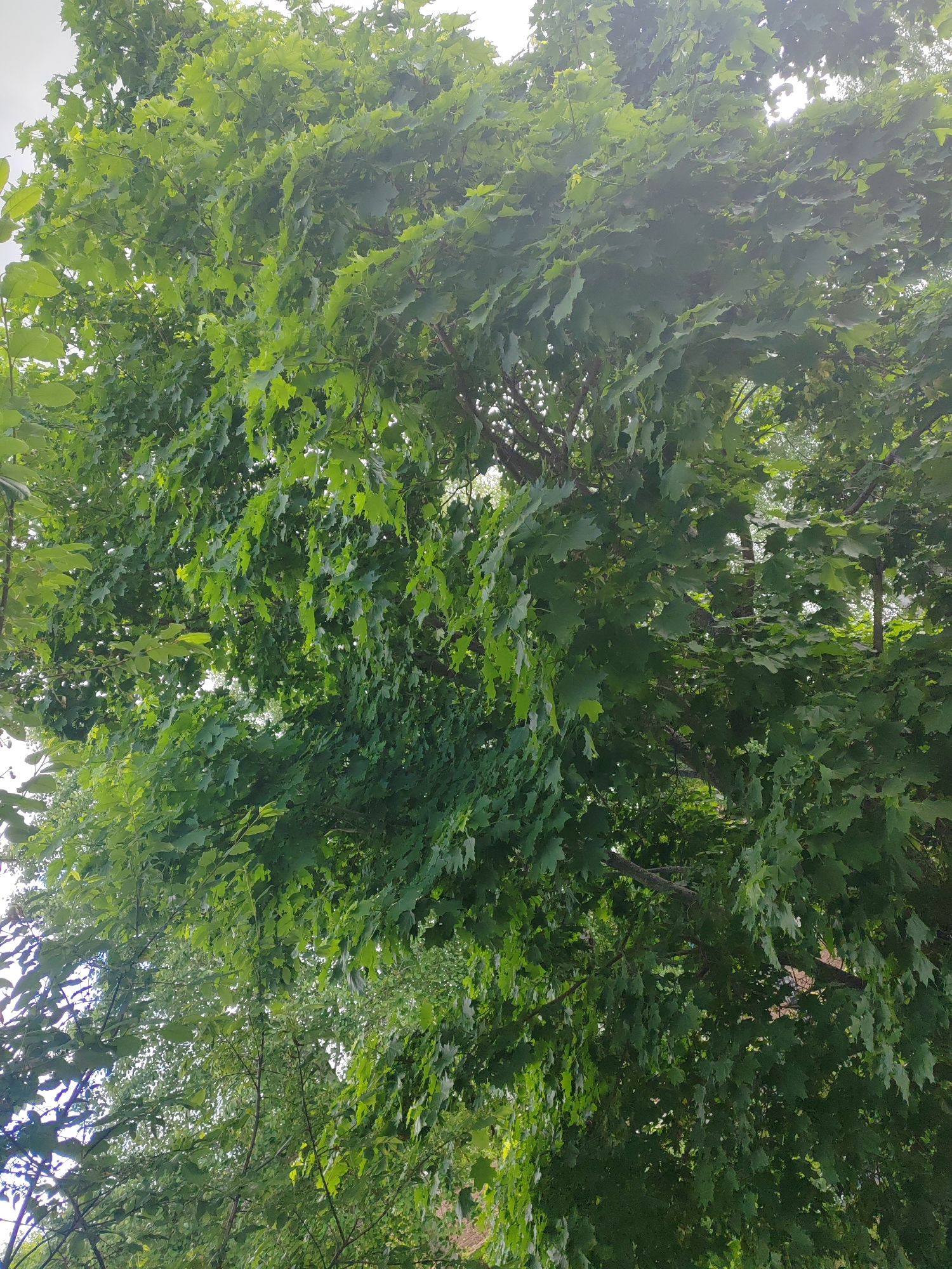 The image depicts a tree with dense green foliage, likely located in a park or residential area of an unidentified city. The leaves appear to be broad and lobed, suggesting the tree may be a maple or oak species. The lighting is bright, with sunlight filtering through the canopy. The ground is not visible, and the background is blurred, indicating a shallow depth of field.