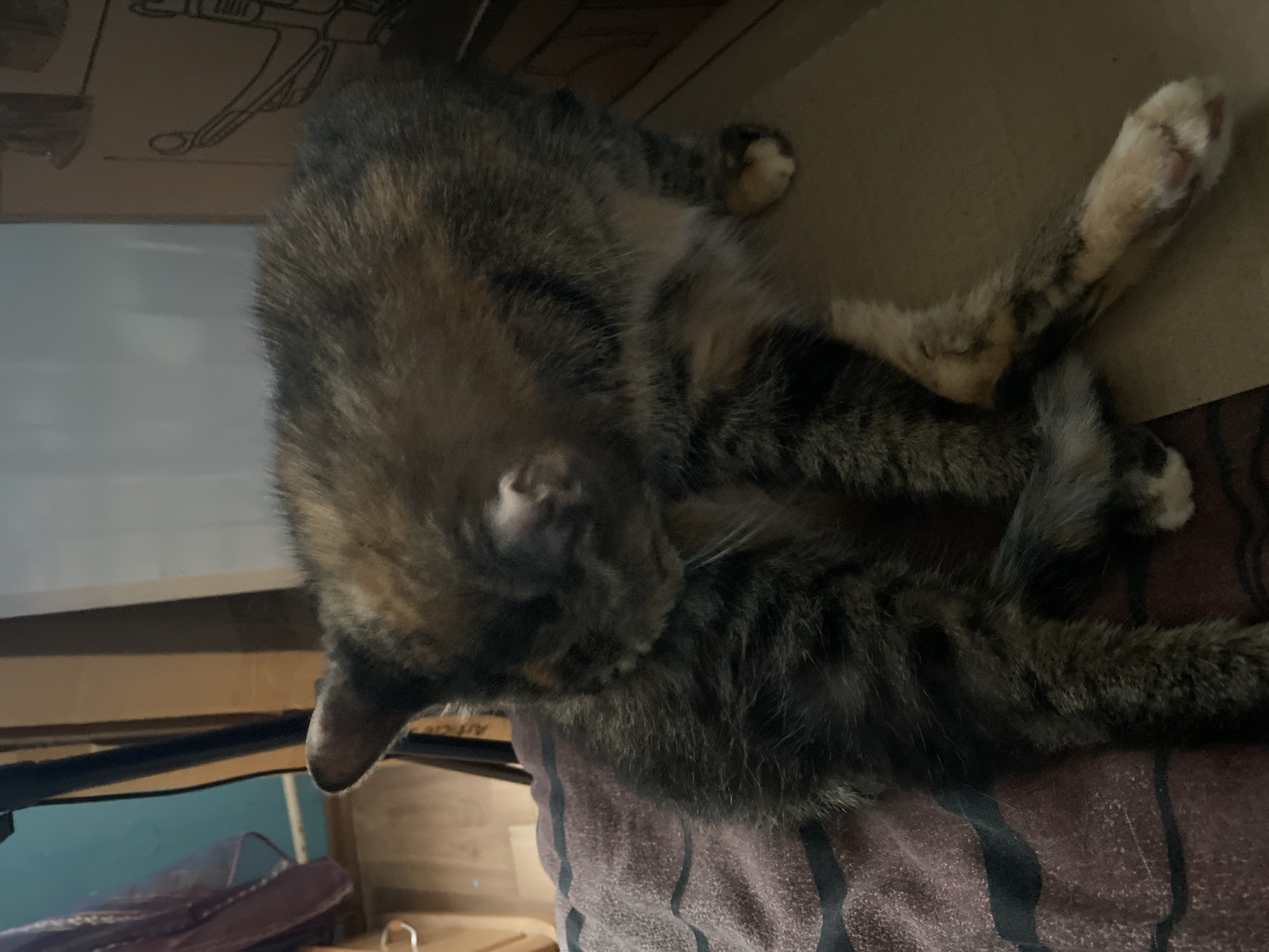 A tortoiseshell cat with dark brown, black, and orange patches is lying on its side on a brown blanket with dark stripes. The cat is grooming itself, with its head turned and tucked towards its body. Its front paws are resting on its chest, and its hind legs are extended. The background is out of focus, but appears to be an indoor setting with a cardboard box and some furniture visible. The image was taken in Bílina, Czechia.