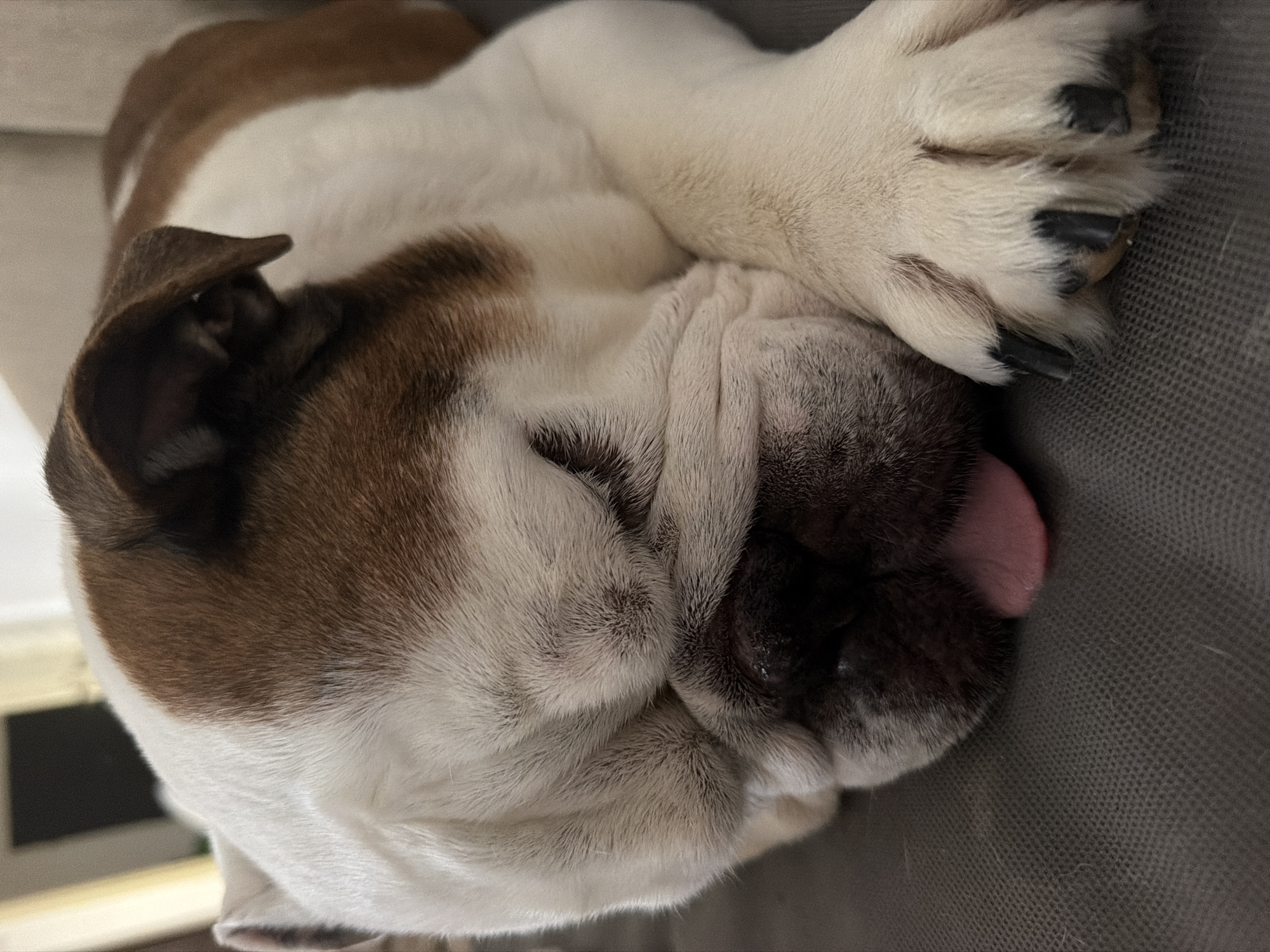 A brown and white bulldog is sleeping on a grey textured surface. Its eyes are closed, its tongue is partially sticking out, and its paws are resting on the surface. The bulldog's fur is short and appears soft. The background is blurred, but suggests an indoor setting with some light sources. The image does not contain any elements that would allow for the determination of its location in Haifa, Israel.
