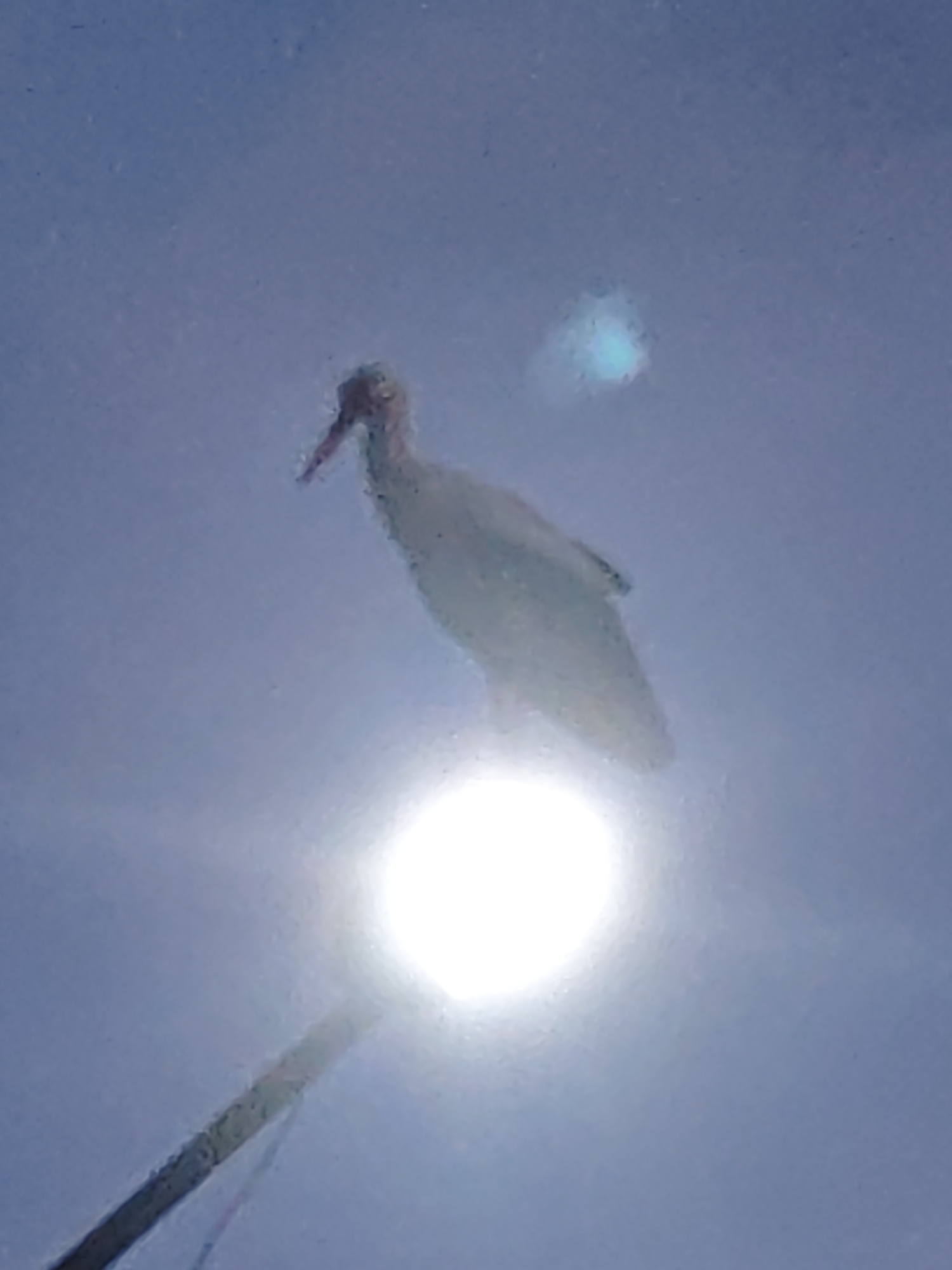 A white bird, likely an ibis, stands atop a lamppost in the city of Unknown, Unknown. The sun is behind the lamppost, creating a bright glare. The sky is a light blue. A cable is visible, extending from the lamppost.
