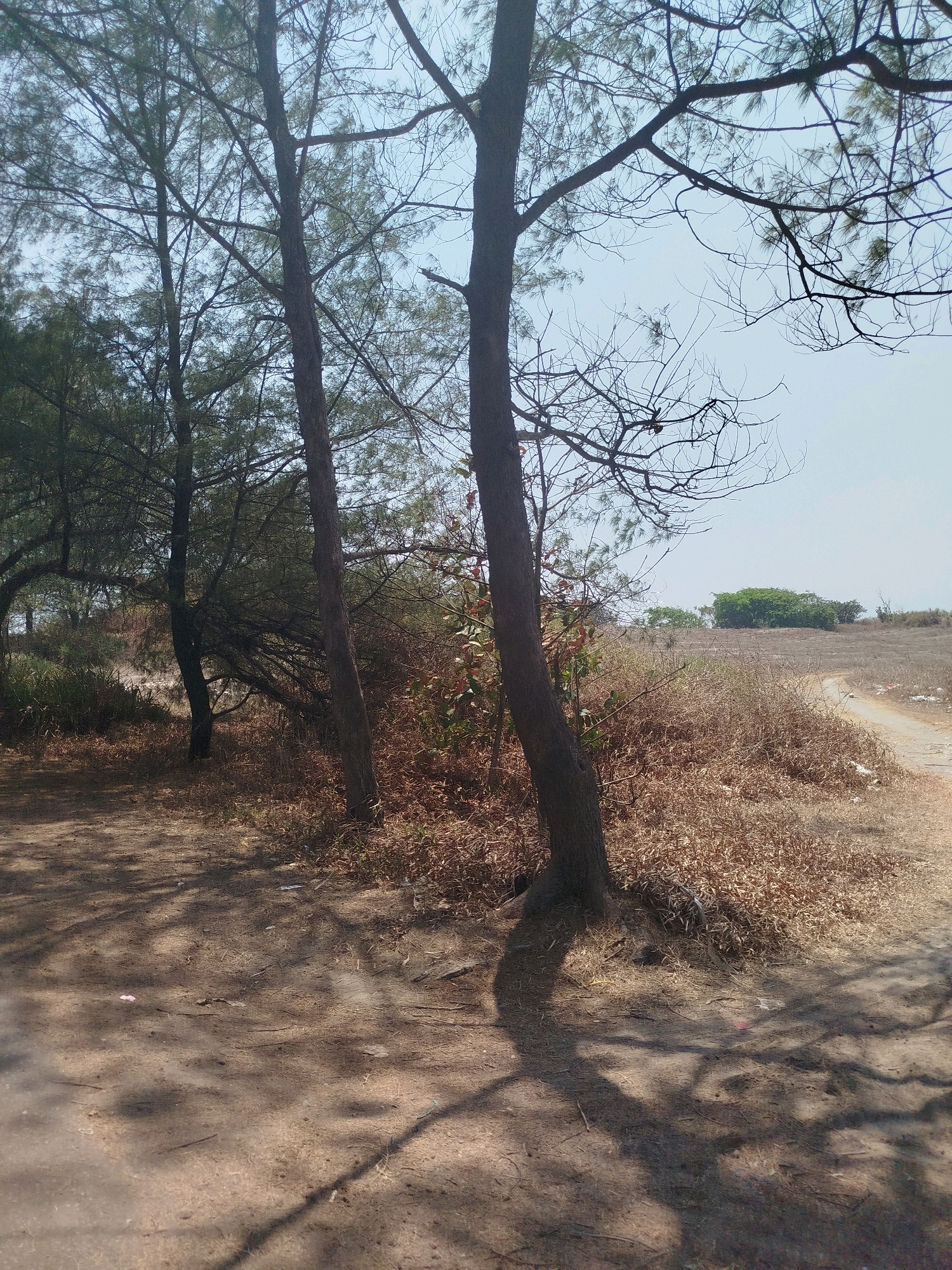 The image depicts a rural landscape in Setrojenar, Indonesia, featuring a dirt path winding through dry, grassy terrain. Several trees with sparse foliage are scattered throughout the scene, casting shadows on the ground. The sky is clear and bright, suggesting a sunny day. There are no people or animals visible in the image. The overall impression is one of a natural, undeveloped area.