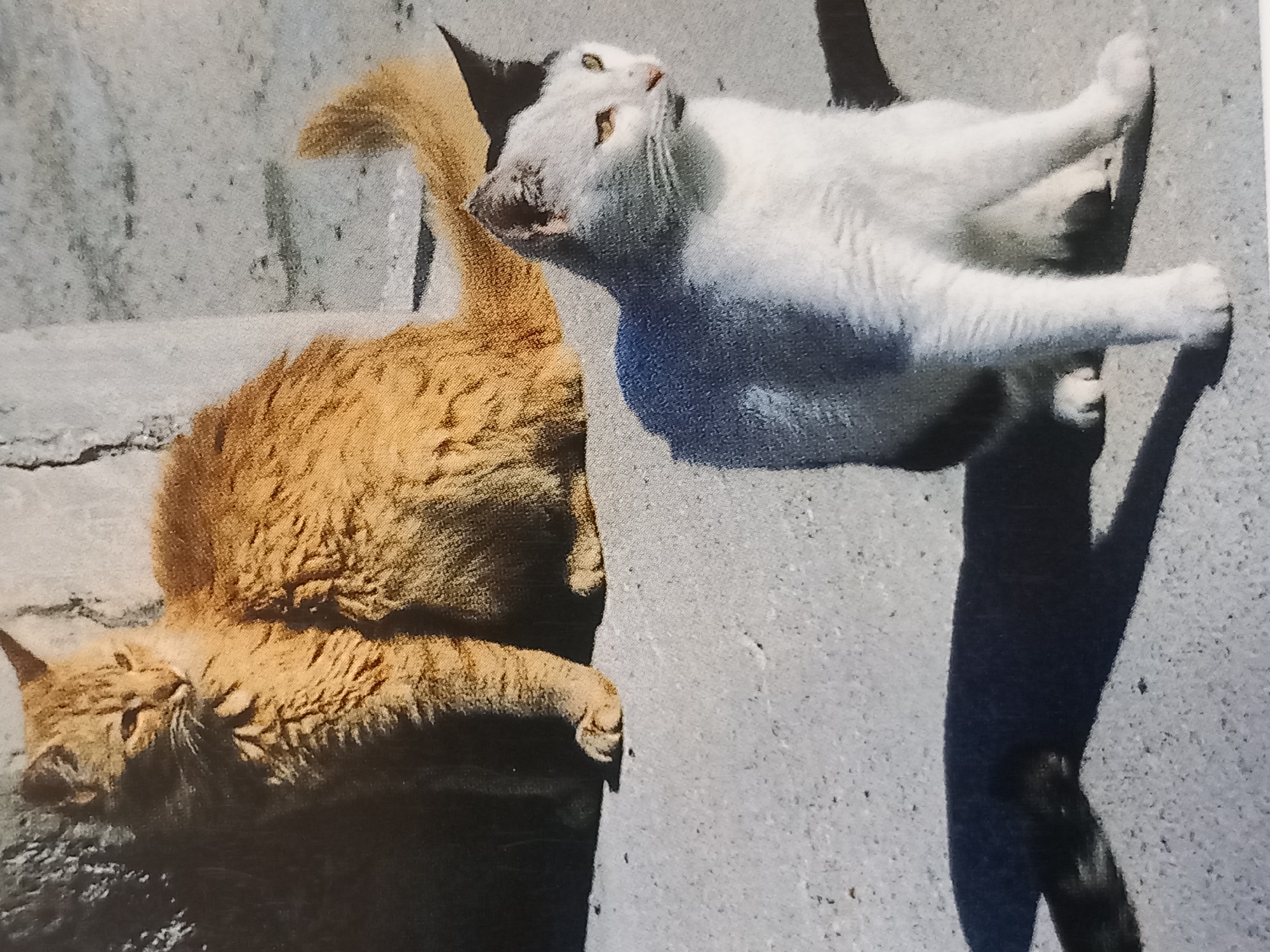 Two cats are sitting on a paved surface in front of a stone structure. The cat in the foreground is white with black markings on its ears and head. It is looking to the right of the frame. The cat in the background is orange and appears to be fluffy. It is looking to the left of the frame. The sun is casting shadows on the paved surface.