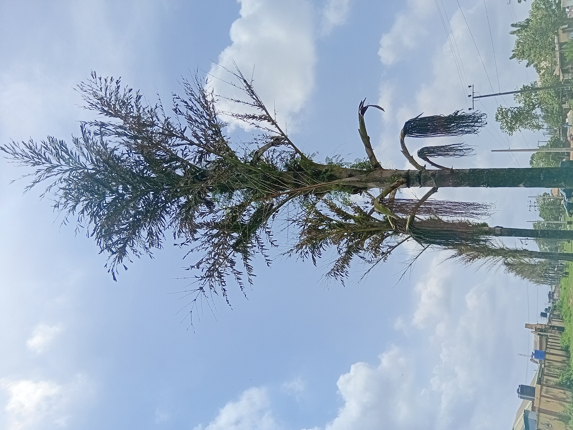 The image depicts a tall palm tree in Ikorodu, Nigeria. The tree is prominently positioned against a blue sky filled with scattered white clouds. The lower portion of the image includes buildings, a green grassy area, utility poles and wires along a road suggesting an urban setting. The tree shows a combination of healthy green foliage and dead or dying fronds, indicating possible stress or disease. Some buildings are present in the background.