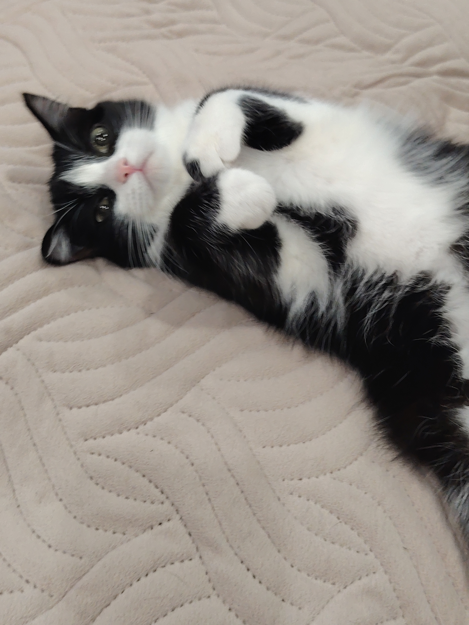 A black and white cat is the central subject of this image, depicted lying on its back on a light-colored, quilted blanket. The cat has a "tuxedo" pattern, with distinct black and white fur markings, prominent green eyes, and a delicate pink nose. Its face is mostly white, framed by black fur around its eyes and ears, and it possesses noticeable white whiskers.
The cat is positioned centrally on its back, with its front paws gently curled and tucked towards its chest. It appears relaxed and is looking directly or slightly upwards towards the camera, conveying a calm or curious expression. Its chest, belly, and parts of its legs are covered in white fur, contrasted by patches of black fur on its body and a fluffy, black-tipped tail visible on the right side of the frame.
The setting appears to be indoors, likely a comfortable domestic environment. The cat is lying on a light beige or cream-colored blanket or comforter, which features a distinctive quilted pattern of wavy, dashed stitches. This texture is visible across the blanket's surface, providing a soft background for the feline. The lighting is soft and ambient, suggesting an indoor scene without indicating a specific time of day. There is no visible text within the image. The overall impression is one of tranquility and comfort.