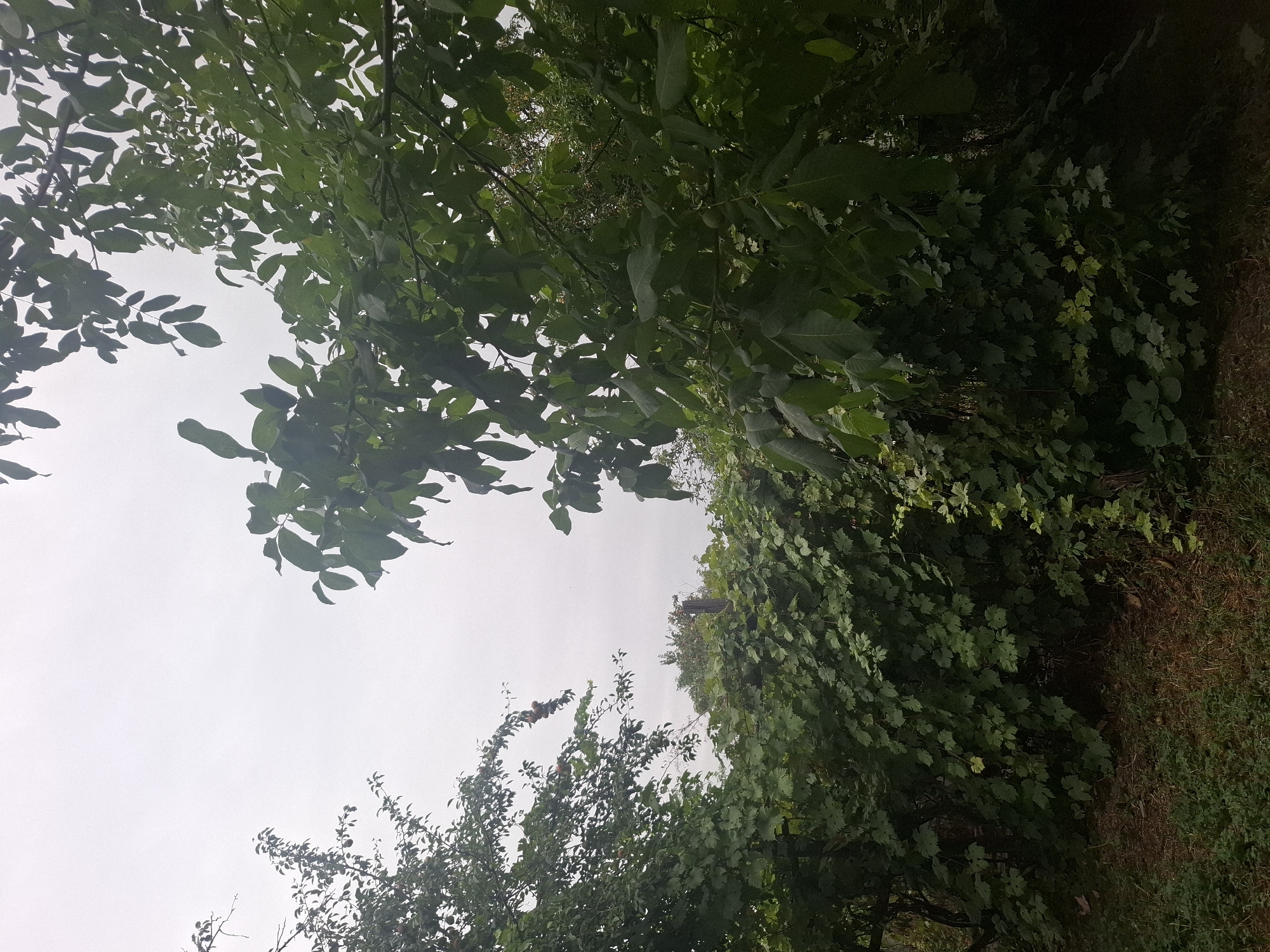 The image depicts an overgrown garden or yard with dense foliage. In the foreground, a thick vine-covered bush dominates the lower half, with various green leaves of different sizes and shapes. To the left, a tree with lighter green leaves and branches laden with what appear to be small fruits or nuts is visible. To the right and upper portion, a large tree with broad, dark green leaves creates a canopy. The sky above is overcast and pale. The ground is covered with dry grass, leaves, and dirt. A wooden post is partially visible among the vegetation. This scene is consistent with a private garden in a residential area of Almaty, Kazakhstan, where such overgrowth is common. There are no people or specific actions depicted.