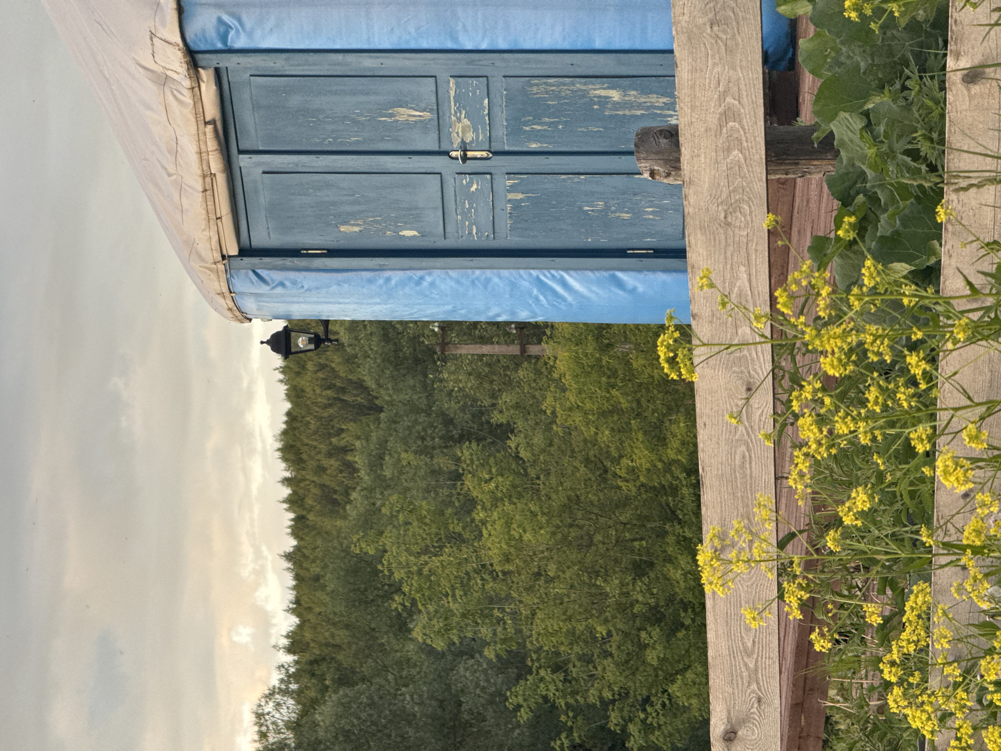 This image captures a serene outdoor scene, potentially located in Kamysh, Russia. The central subject is a yurt-like structure, partially visible on the left side of the frame. It features a light blue base covering and a cream-colored canvas roof. The front of the structure displays a double-panel door made of weathered wood, painted blue with significant peeling paint revealing lighter tones underneath, and secured by a simple metallic latch. To the left of the door, an old-fashioned black lantern is suspended.
In the right foreground, a rustic wooden fence made of horizontal planks is prominent. Vibrant yellow wildflowers with green leaves and stems grow abundantly through and over the fence, adding a bright element to the composition.
Beyond the immediate structures, a dense forest forms a green, textured horizon line, indicating a vast wooded area in the middle ground. The sky above is largely overcast or partly cloudy, with soft, diffused light suggesting either early morning or late afternoon. No human activity or individuals are present in the image. The scene evokes a peaceful and natural ambiance. No text is visible.