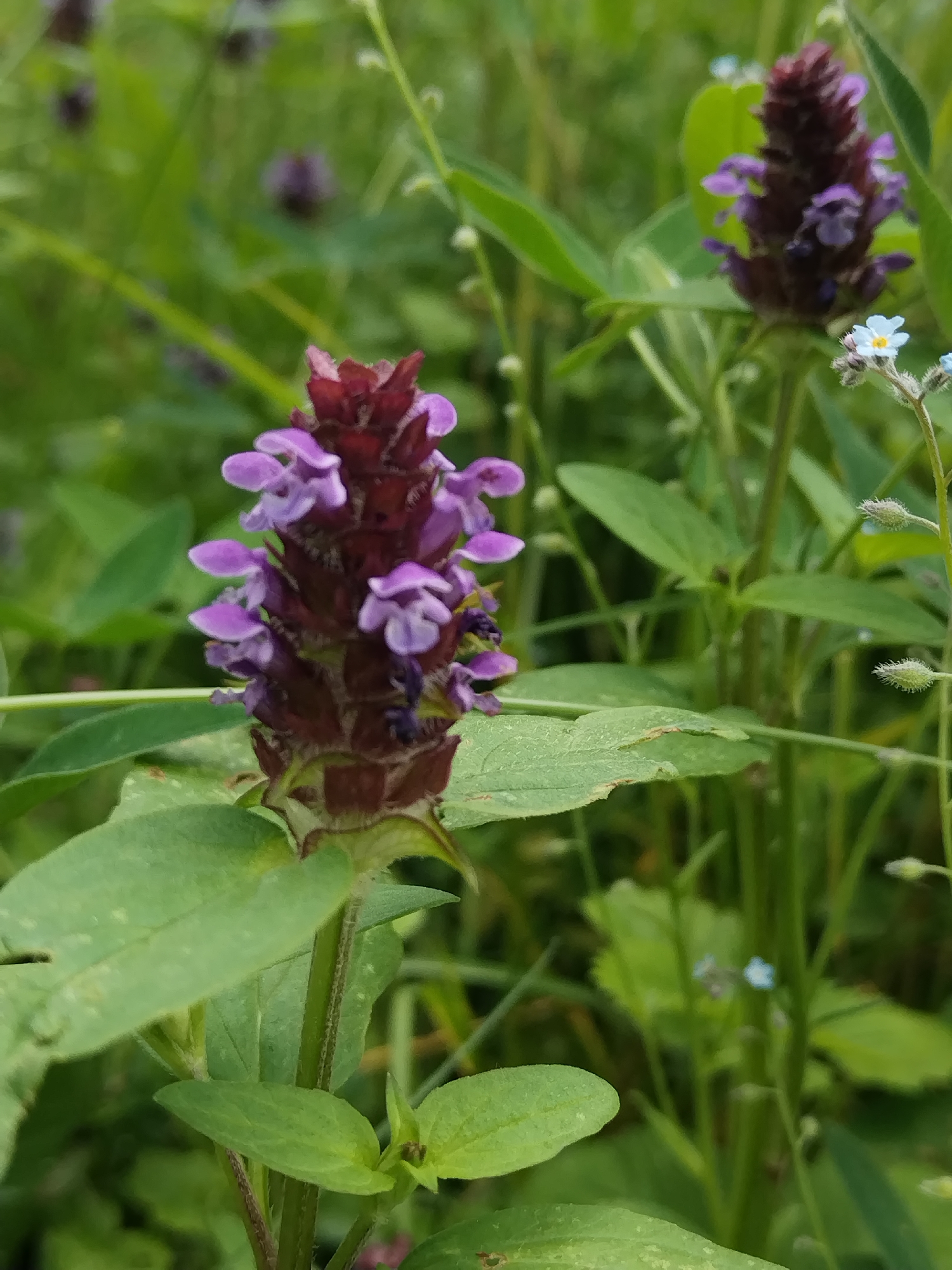 The image shows a close-up of a cluster of purple flowers with green foliage in the background. The flowers are small and tubular, growing in dense spikes. There are also a few tiny blue flowers visible in the background. The overall scene is that of a natural outdoor environment.