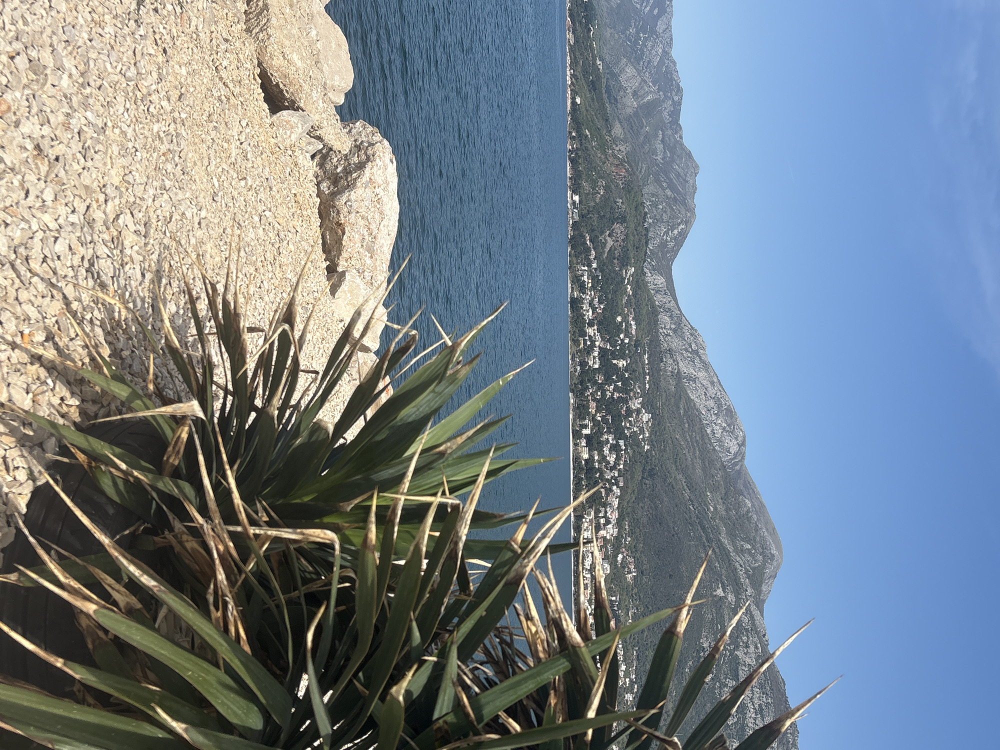 The image captures a coastal scene in Bar, Montenegro. The foreground features spiky green and brown vegetation, possibly agave, growing beside a light-colored, gravelly cliff. Beyond the cliff is the dark blue Adriatic Sea. On the right side of the frame, the coastline is dotted with white buildings and backed by steep, rocky mountains. The sky is clear and blue. The image is rotated counter-clockwise.