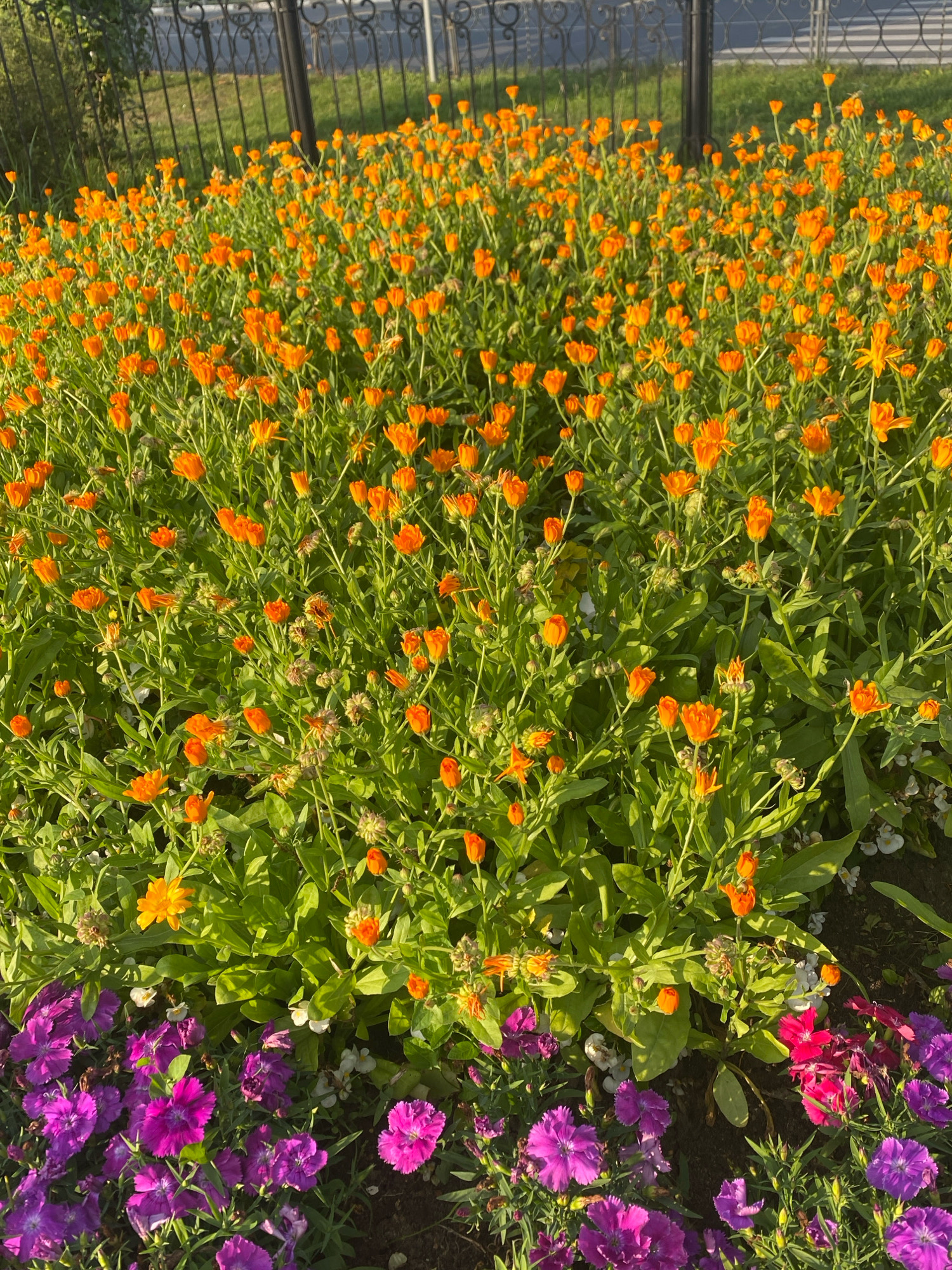 A flower bed is shown in Ivanteyevka, Russia, with a black metal fence in the background. The flower bed is filled with a dense collection of orange calendula flowers, interspersed with green foliage. In the foreground, a band of purple and pink dianthus flowers is visible. The lighting suggests it is either early morning or late afternoon, casting long shadows. The overall scene depicts a well-maintained garden area.
