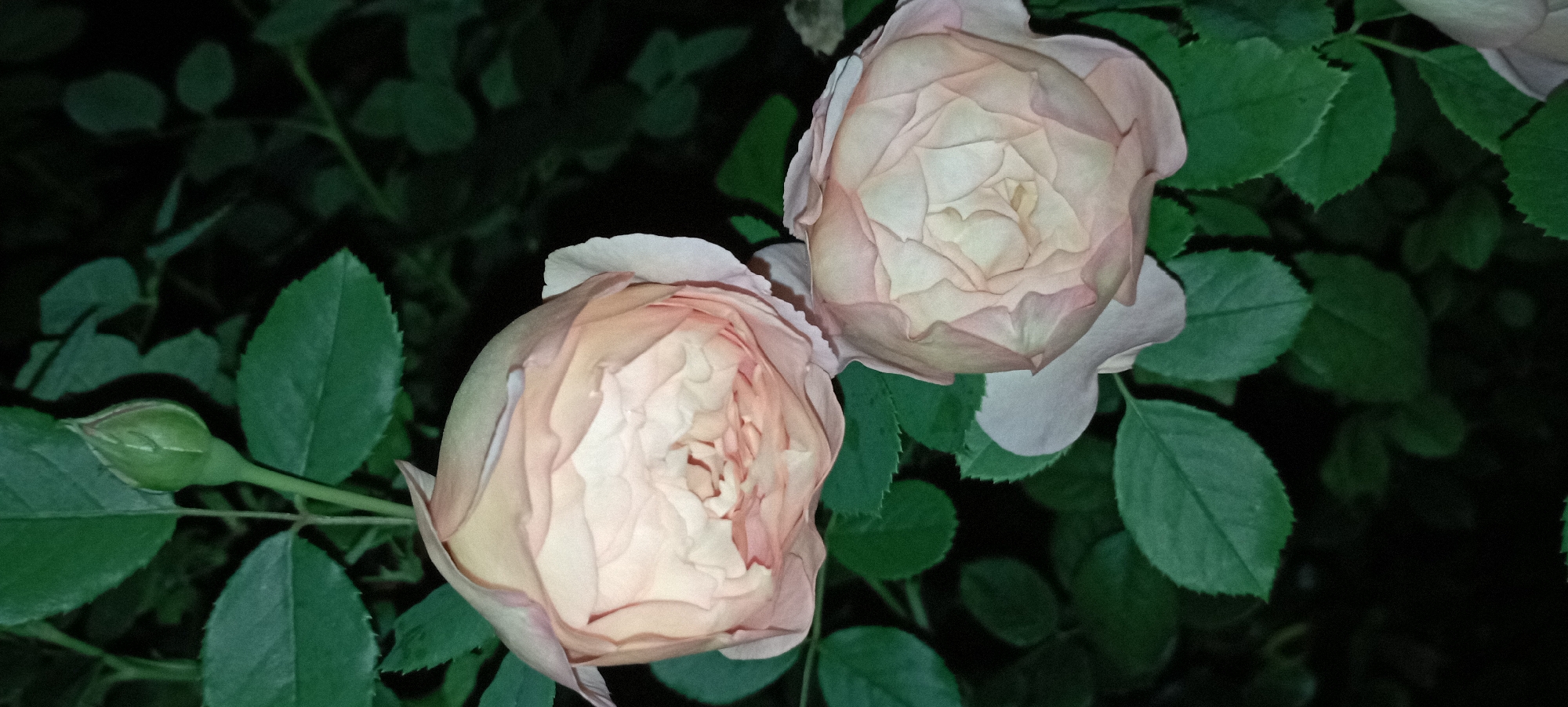 This is a close-up, vertical, eye-level shot of two light pink roses in a garden at night. The roses are blooming and have many delicate petals. The background is dark and blurry, suggesting a dimly lit environment. There is also a green rose bud visible at the top left of the image. The image was taken in Radisne, Ukraine.
