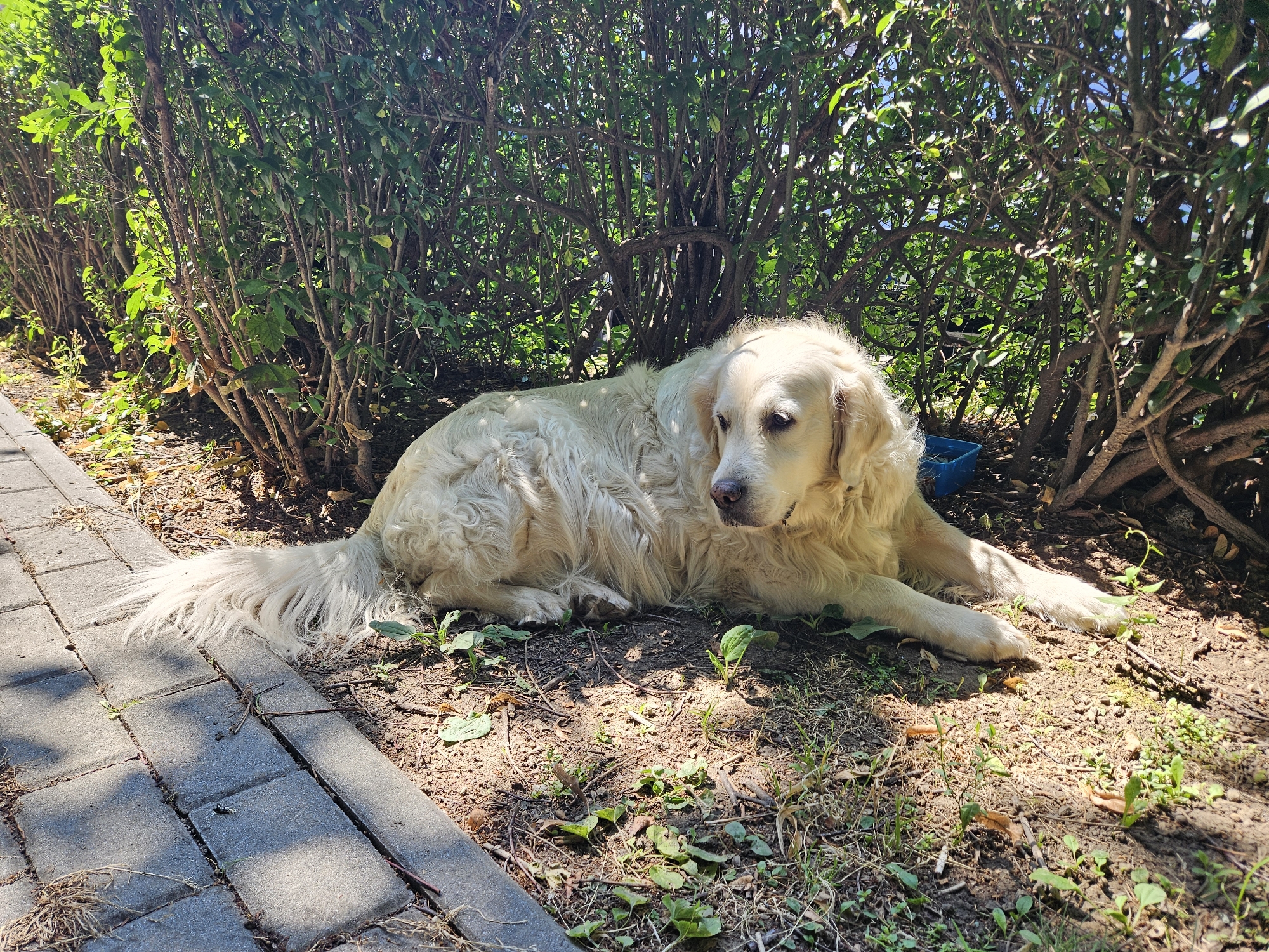 A light-colored dog with long, shaggy fur lies on the ground in a garden setting. The dog is positioned next to a paved walkway with grey square pavers. Behind the dog is a dense green bush with many thin branches. The ground beneath the dog is covered with dirt, small green plants, and fallen leaves. Sunlight filters through the branches of the bush, casting dappled shadows on the dog and the ground. A blue plastic container is partially visible behind the dog, nestled within the bush. The scene appears to be a peaceful outdoor area. The specific location in Rzeszów, Poland, cannot be determined from the image alone.
