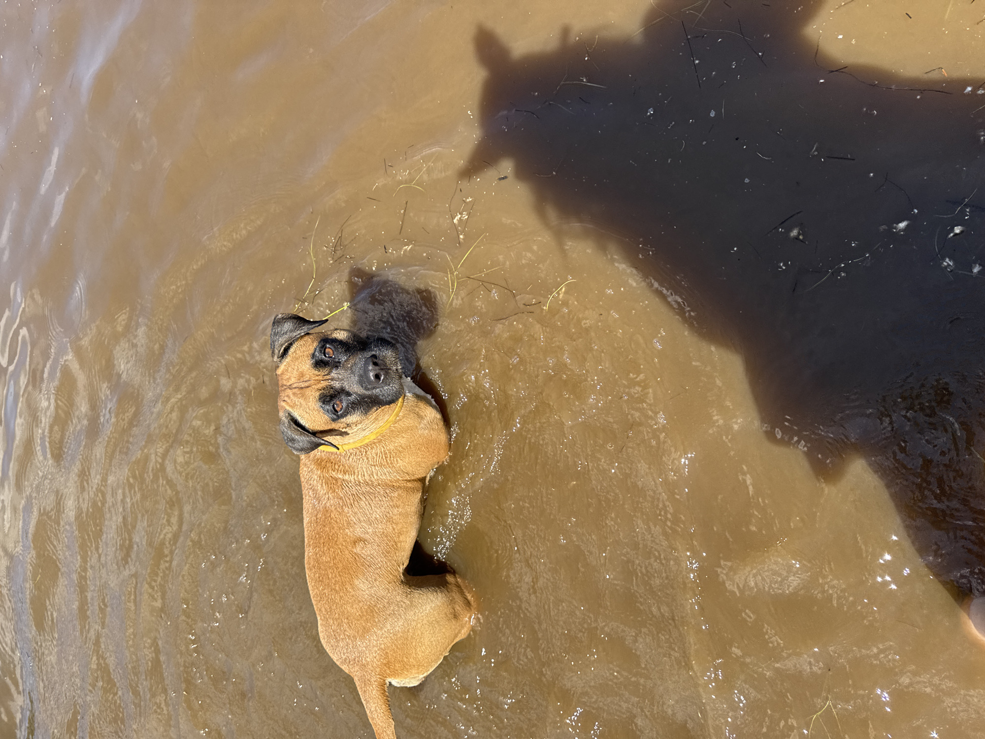 A tan and black Boxer dog stands in murky brown water. The dog is facing forward, looking towards the camera. The dog is wearing a yellow collar. The water is rippled and has some light reflecting off its surface. There is a dark shadow of a person and possibly another animal in the bottom right corner of the image. The location is the Kama River in Chaikovsky, Russia.