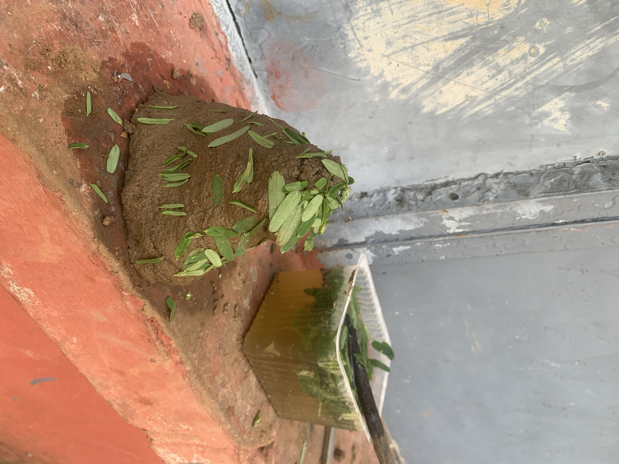 The image depicts an outdoor scene on a reddish-orange concrete surface, likely a windowsill or ledge, adjacent to a weathered, grey metal wall. In the foreground, a cone-shaped mound of dark brown mud, decorated with small green leaves, is prominently displayed. To the right, a clear plastic container filled with murky, yellowish liquid and more green leaves, with a dark wooden stick submerged within it, sits on the same ledge. The background shows the textured, scratched surface of the metal wall. The overall setting suggests a rustic or semi-outdoor environment, possibly a yard or a communal area in Kuru Karama, Nigeria.
