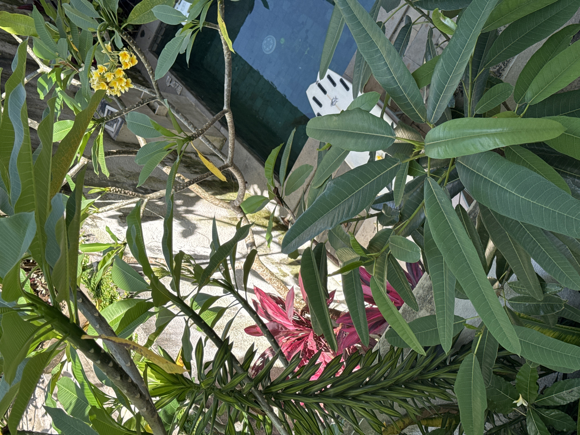 The image captures a scene overlooking a swimming pool surrounded by lush vegetation. The pool is visible in the upper part of the frame, with a partially submerged white object nearby. A variety of plants are in focus, including a plumeria tree with yellow flowers, plants with long, green leaves, and reddish-pink foliage. The plants obscure most of the surrounding architectural features. The location is Unknown, Unknown.