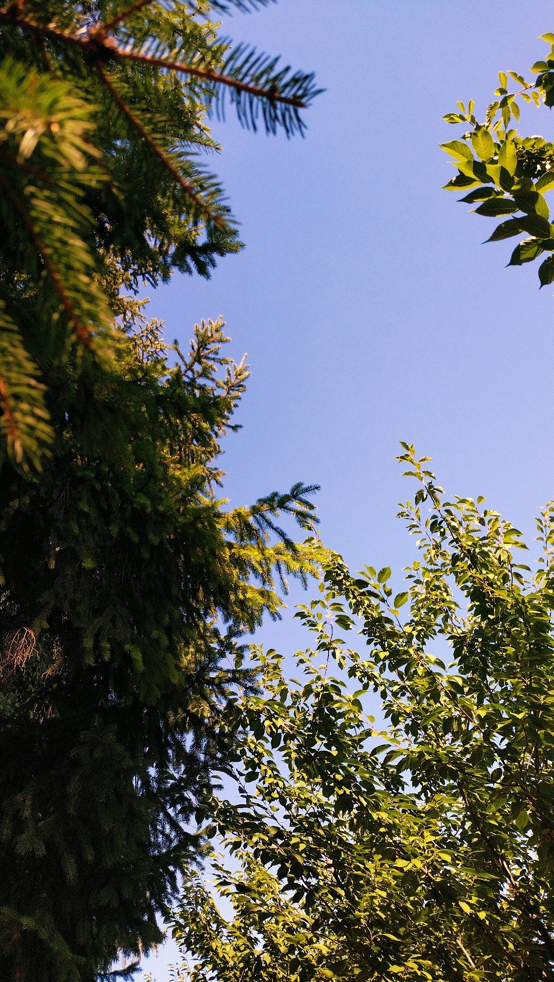 The image is a low-angle shot looking up at the sky through the branches of two different types of trees. On the left, the dark green needles of a conifer tree fill the frame, with sunlight filtering through its branches. To the right, the lighter green leaves of a deciduous tree are visible, also backlit by the sun. The sky is a clear, bright blue. The scene appears to be an outdoor natural setting, possibly a park or a yard in Horishni Plavni, Ukraine, given the context. There are no people or animals visible in the image.