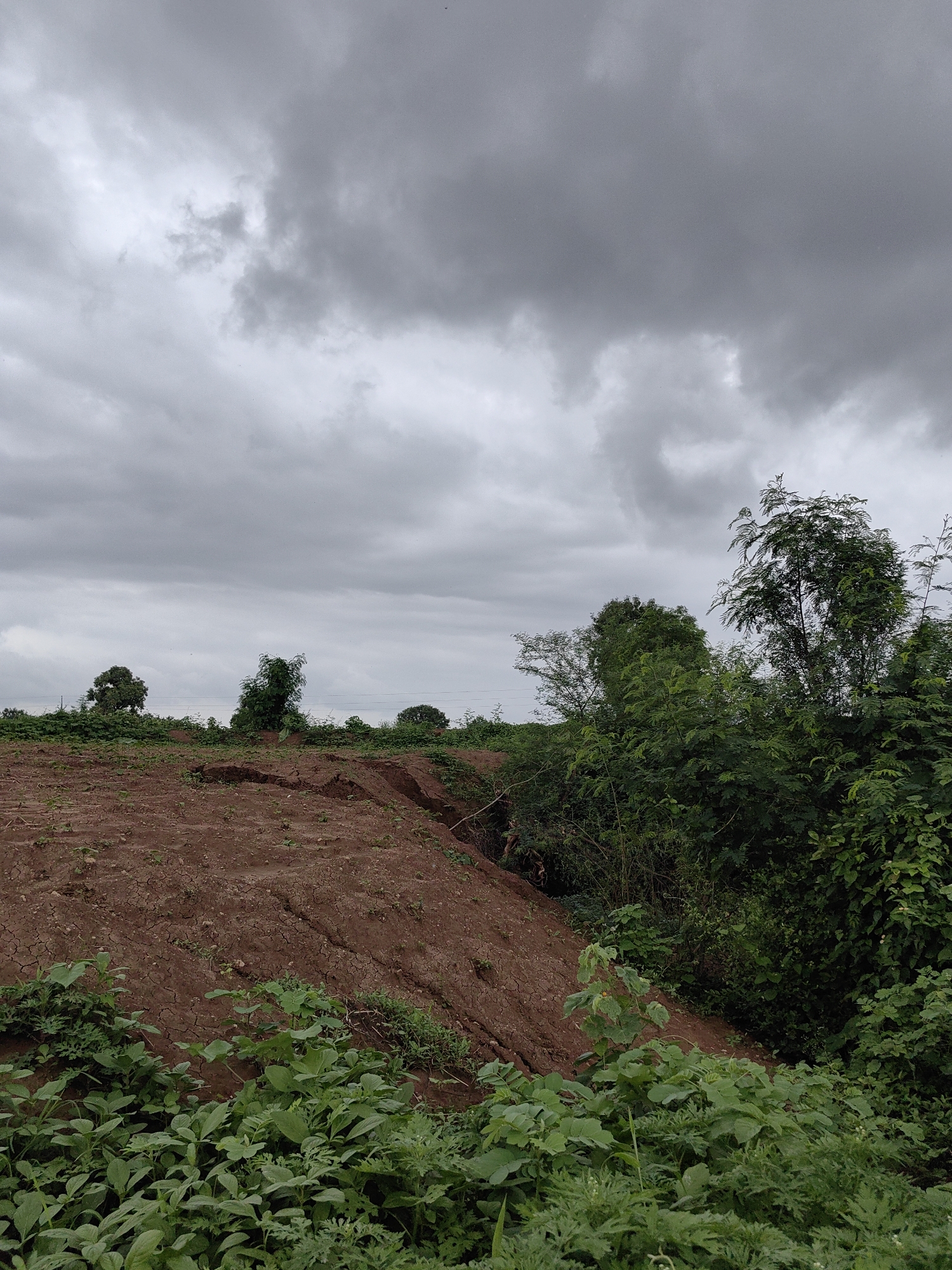 The image captures a rural landscape in Waghola, India, under an overcast sky. The foreground features lush green vegetation, with broad leaves dominating the lower portion of the frame. Behind this, a steep, eroded slope of reddish-brown soil is visible, marked by deep cracks and crevices, suggesting the impact of recent weather or land disturbance. Further back, a line of trees and dense foliage forms a natural boundary, with a few scattered trees standing out in the mid-ground. A faint indication of utility lines can be seen stretching across the horizon. The overall scene conveys a sense of raw, uncultivated nature under a moody, cloudy sky.