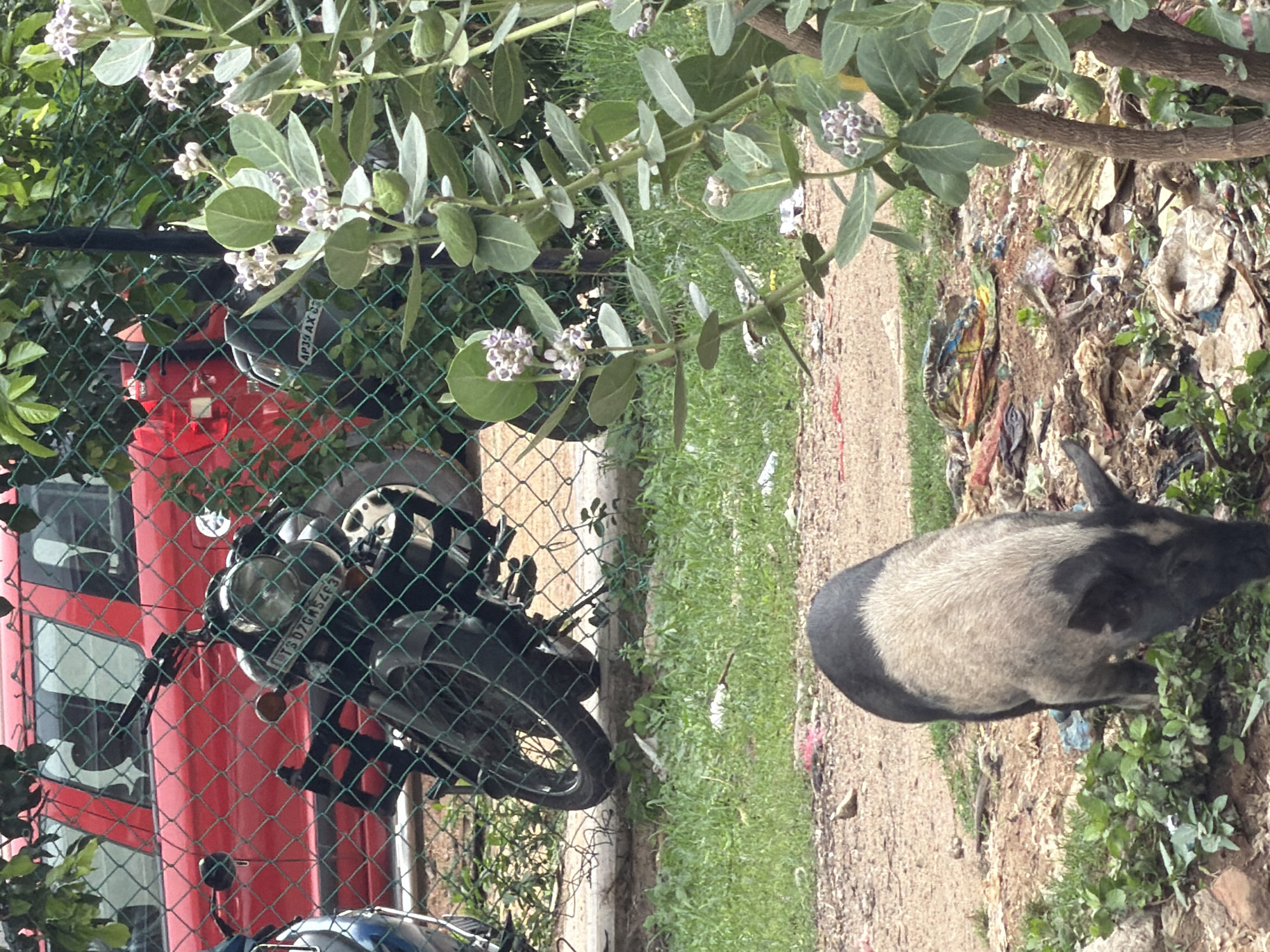 An outdoor, eye-level shot shows a pig and several motorcycles behind a green chain-link fence. The pig, in the foreground, is facing right and rooting in a pile of garbage. The pig has a black head and tail and a tan body. Behind the pig, a red car is visible, as are two motorcycles. One motorcycle has a license plate reading "TS 07GM 54F3." Green plants and trees are also present in the scene. The ground is a mix of dirt, grass, and litter. The scene is likely located in Shamshabad, India, given the license plate format and common street animals in the region.