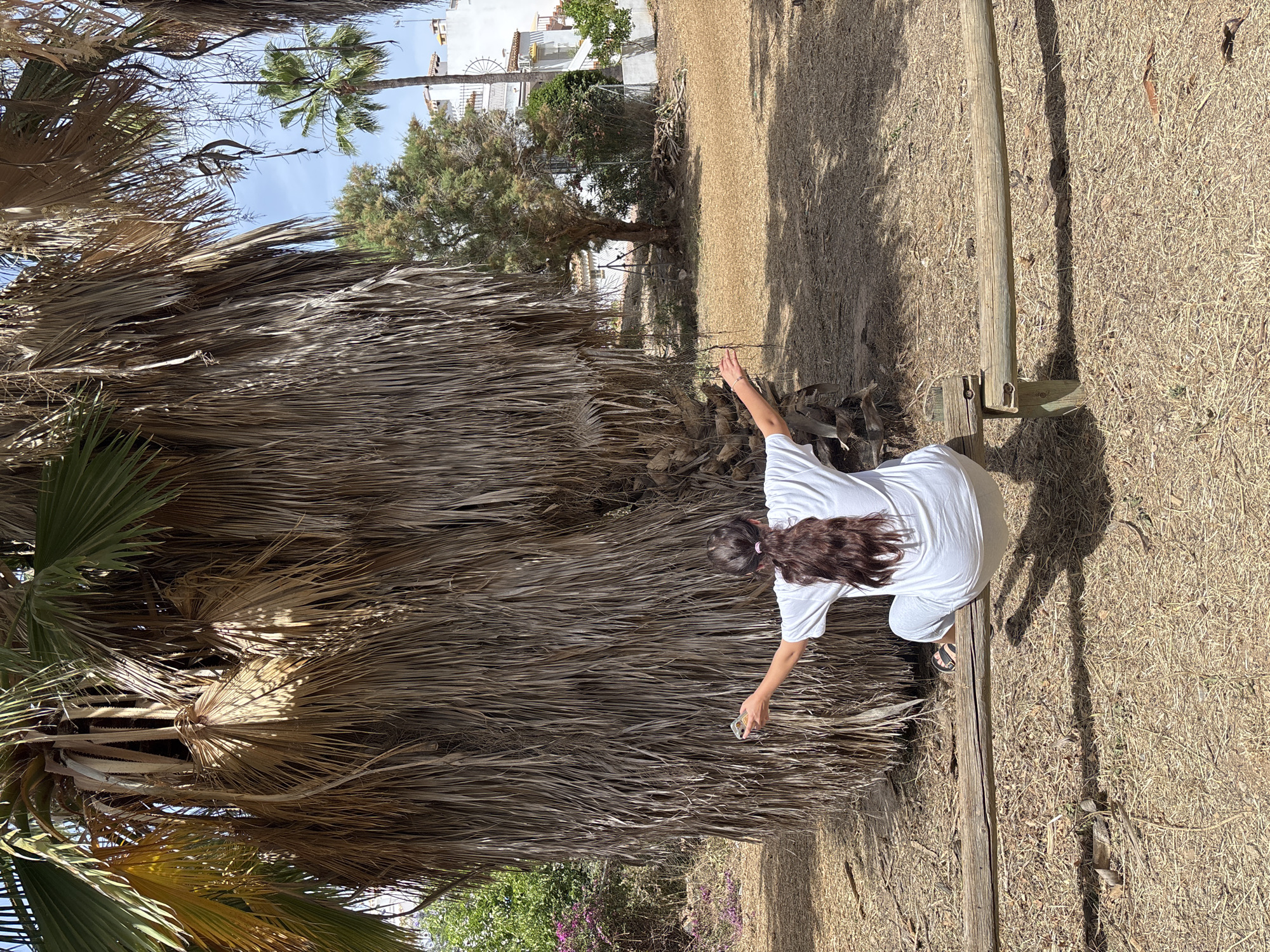 A young woman with long, dark hair tied back with a pink scrunchie, wearing a white t-shirt and white pants, kneels on a wooden bench. Her back is to the camera, and she is reaching out with her right hand towards a large, dead palm tree. She appears to be picking up something small from the ground near the tree. Her left arm is extended upwards, palm facing outward, as if she is balancing or gesturing.
The scene is outdoors, bathed in bright sunlight, suggesting a sunny day, likely midday given the strong shadows. The ground is covered in dry, straw-like grass and dead palm fronds, indicating a dry climate. Behind the woman, the massive, dry trunk of a palm tree dominates the left side of the frame, its dead fronds creating a dense, textured wall. To the right of the bench, a path of dry grass stretches into the background, with shadows cast by unseen trees. In the distance, a few palm trees with green fronds are visible, along with a building with white walls and some green trees and bushes. The overall impression is of a dry, sunny, outdoor environment, possibly a park or a garden area.