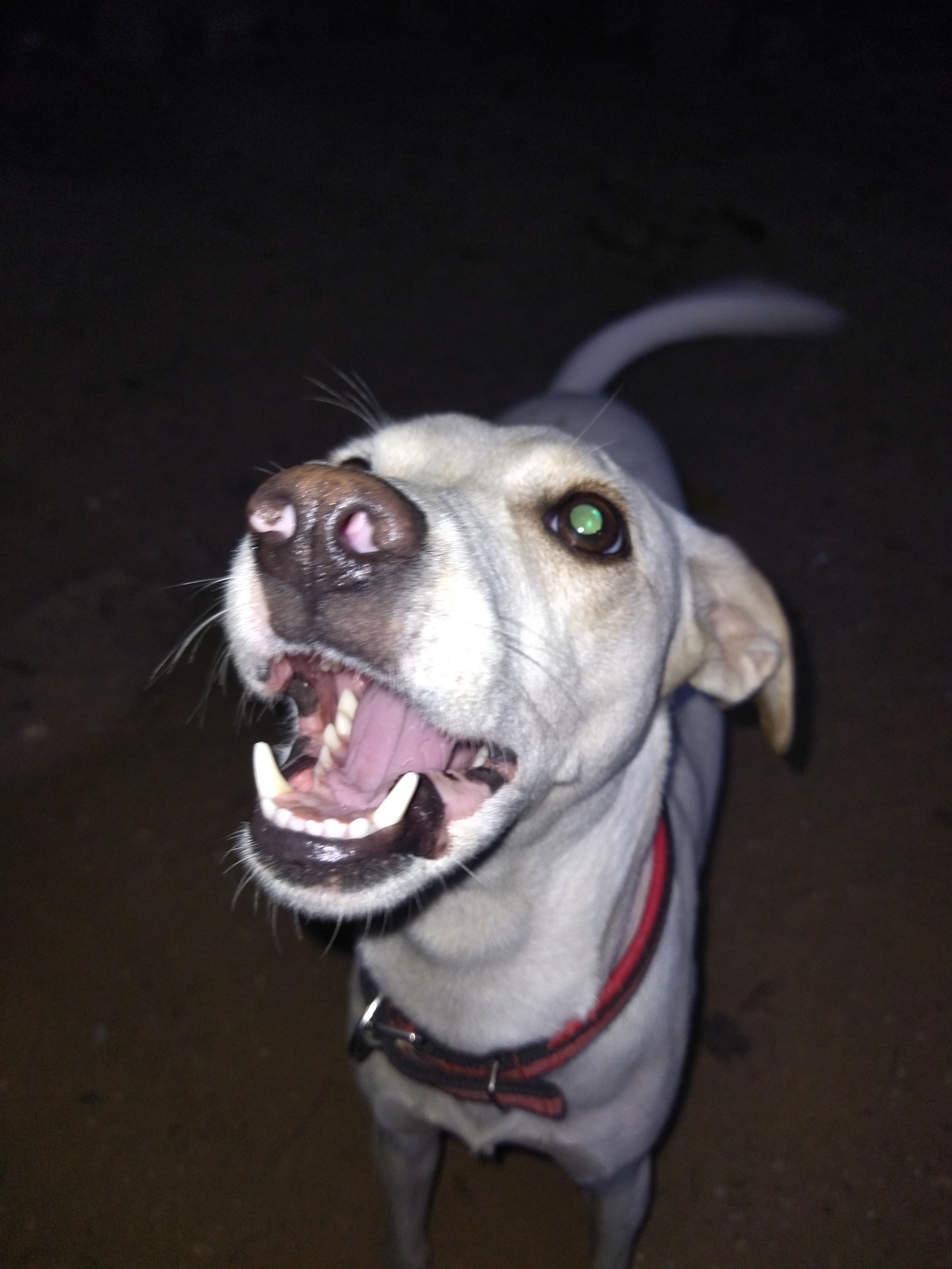 The image shows a white dog with a red collar, mouth open, facing upwards. The dog is likely in an outdoor location, possibly in Tinaquillo, Venezuela, though the darkness obscures environmental details. The background is dark, indicating nighttime or low-light conditions. The dog appears to be either barking or panting. The presence of a collar suggests domestication.