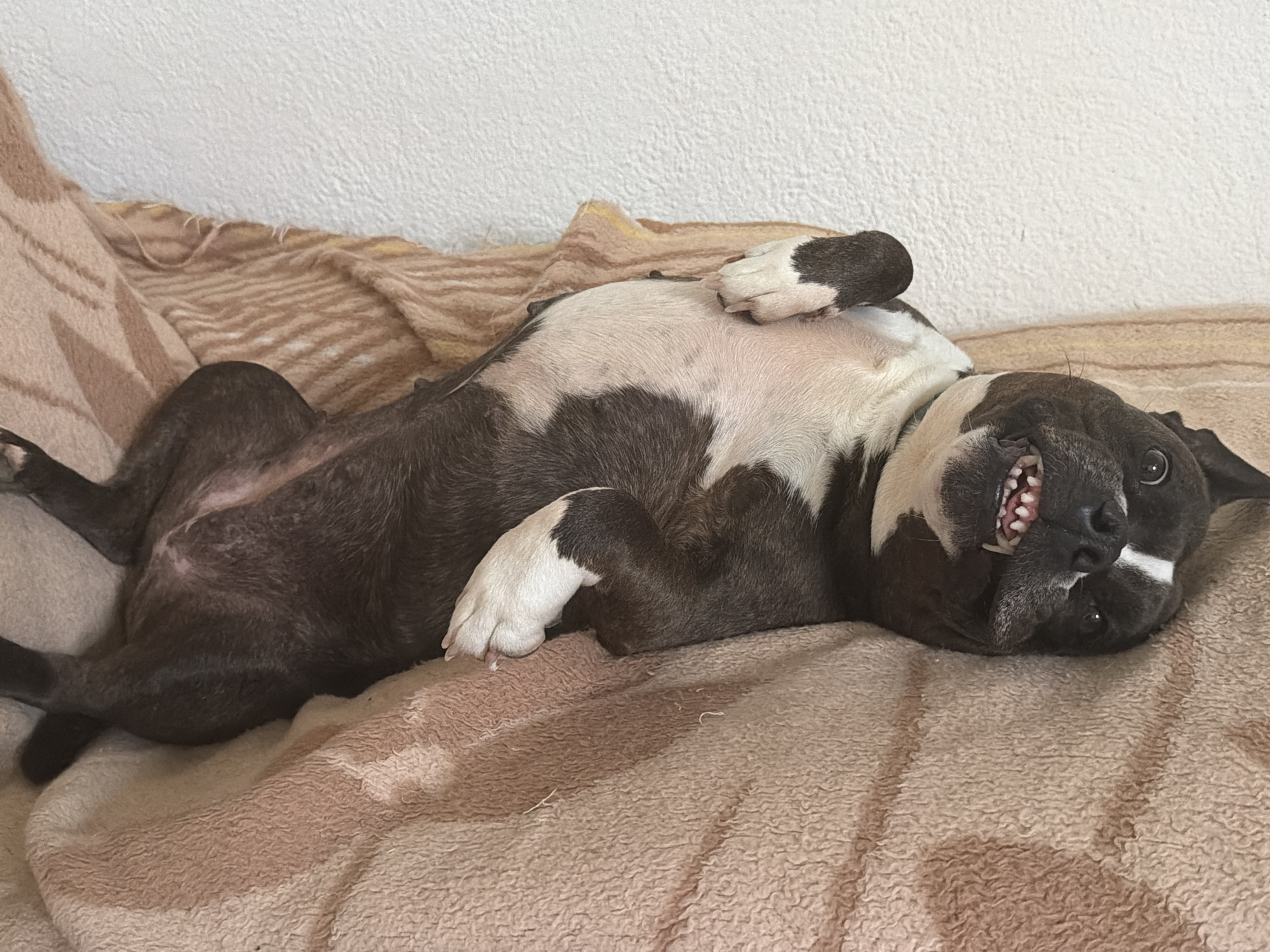 A black and white dog is captured lying upside down on its back, positioned on a light brown, textured blanket. The dog, possibly a pit bull mix, has dark fur with significant white markings on its chest, belly, and paws. Its front paws are curled up, resting on its torso. The dog's head is tilted, with its mouth slightly open, revealing its teeth in what appears to be a joyful or playful expression. One eye is wide open, looking directly at the viewer, conveying a sense of happiness and engagement. The background behind the dog and blanket is a plain, textured white wall. The scene depicts a relaxed and comfortable indoor moment, suggesting the dog is content and possibly inviting interaction or a belly rub. This moment takes place in Sant Martí Sarroca, Spain. No text is visible in the image.