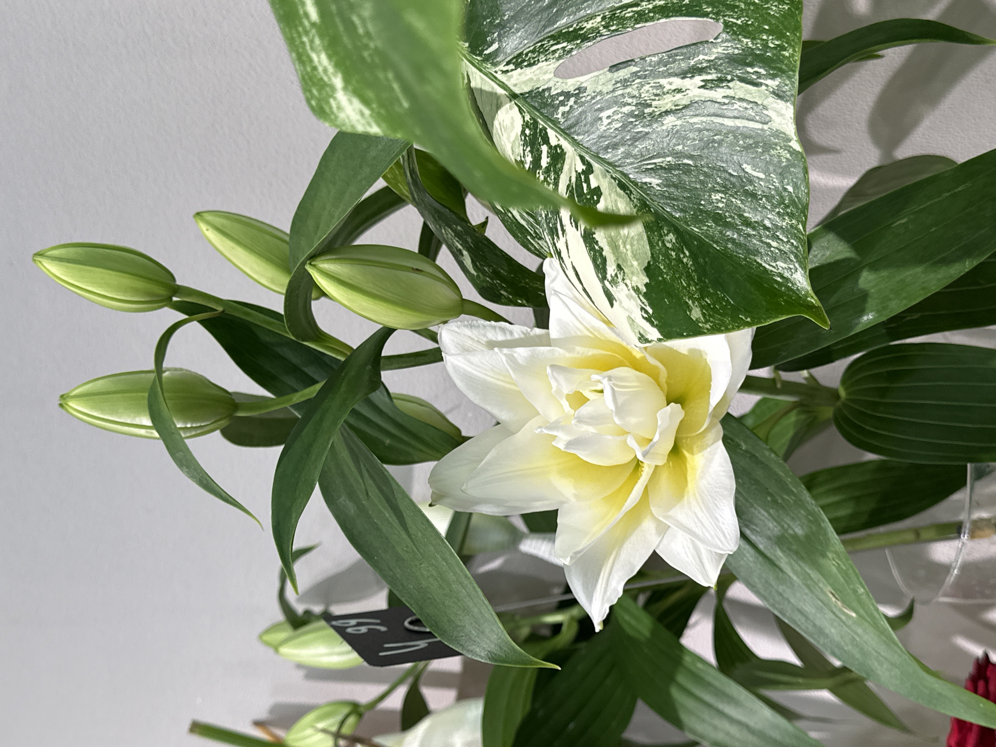 The image shows a close-up of a bouquet of flowers and foliage against a plain, light-colored wall, likely in a retail or domestic setting. The primary focus is a large, fully bloomed white lily with yellow accents in the center, positioned in the lower center of the frame. Surrounding the bloom are several green lily buds, some pointed and upright, others appearing slightly more developed. Lush, dark green lily leaves cascade around the flowers. To the right of the lily, a prominent variegated Monstera leaf, with its characteristic fenestrations, is visible, displaying a striking pattern of green and white. A small black price tag, with visible text "4.99" and other unreadable markings, is partially obscured by a lily leaf in the upper left quadrant. The overall lighting suggests an indoor environment, possibly a flower shop in Krefeld, Germany, given the contextual information. No individuals are present in the scene.
