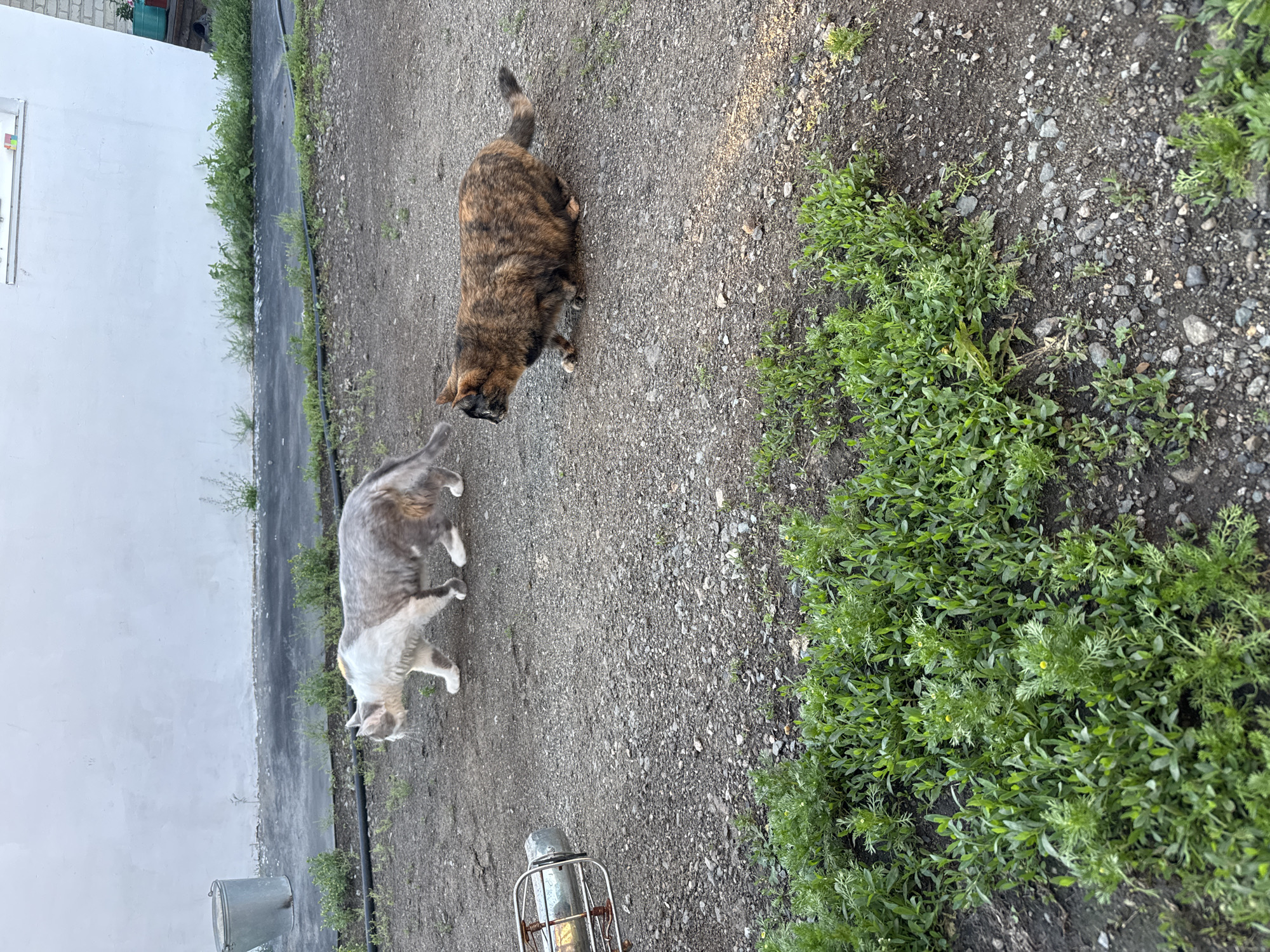 Two cats are in a yard. One cat is calico and the other is grey and white. The calico cat is in the foreground, crouched low to the ground. The grey and white cat is in the background, walking. The yard is gravelly with patches of green grass and weeds. There is a white wall in the background. This scene is located in the city of Starokhalilovo, Russia.