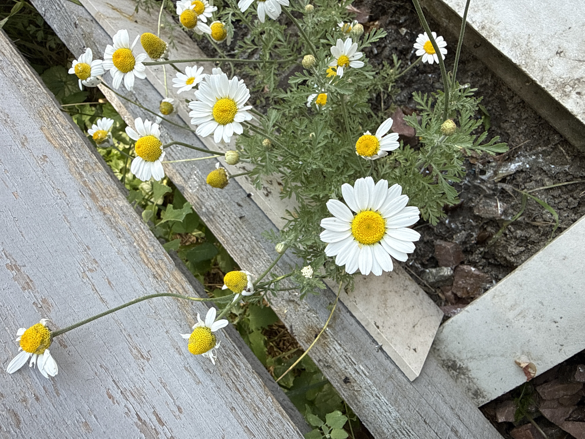 This is a close-up, eye-level, outdoor shot of a cluster of daisies growing in a garden bed. The daisies have white petals and bright yellow centers. Some of the daisies are in full bloom, while others are still buds. The plants are surrounded by dark soil and mulch. In the background, a weathered wooden fence runs diagonally across the frame. The fence appears to be made of light-colored, painted wood with visible grain and texture. The overall scene suggests a naturalistic setting, possibly a private garden, with the presence of common flora and weathered construction materials. The image does not contain any people or specific landmarks that would allow for precise localization within Hostomel, Ukraine.
