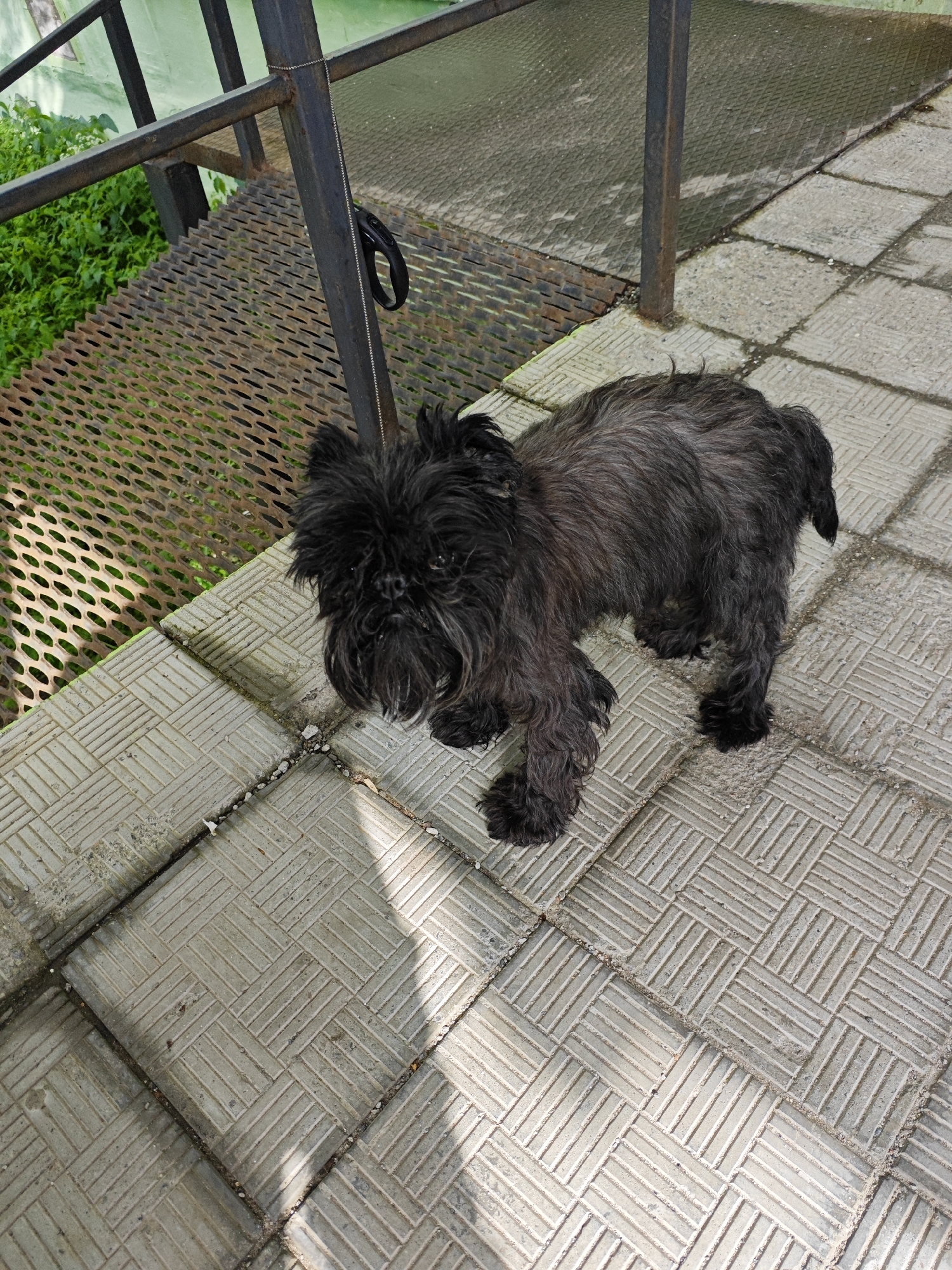 A small, black, shaggy dog stands on a patterned concrete walkway next to a metal grate staircase. The dog has a dark coat and a somewhat scruffy appearance, with its fur appearing slightly matted. The staircase is constructed of metal with a diamond-patterned grate for the steps. Green foliage is visible beneath the staircase, suggesting an outdoor setting. Sunlight casts shadows on the walkway, indicating it is daytime. The scene appears to be in a public outdoor area.
