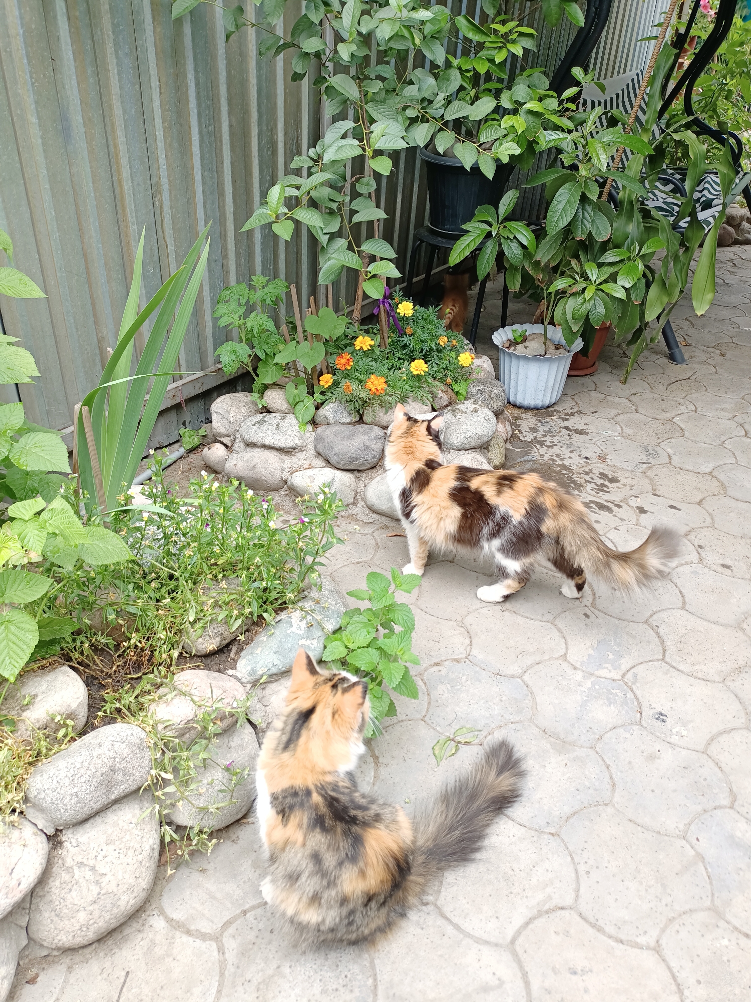 Two calico cats are in a backyard with a corrugated metal fence and a paved patio. One cat is in the foreground, facing away from the camera and looking to the right. The other cat is further back, facing to the left. There are several plants, including marigolds, and decorative rocks in a garden bed. The patio is made of interlocking pavers.