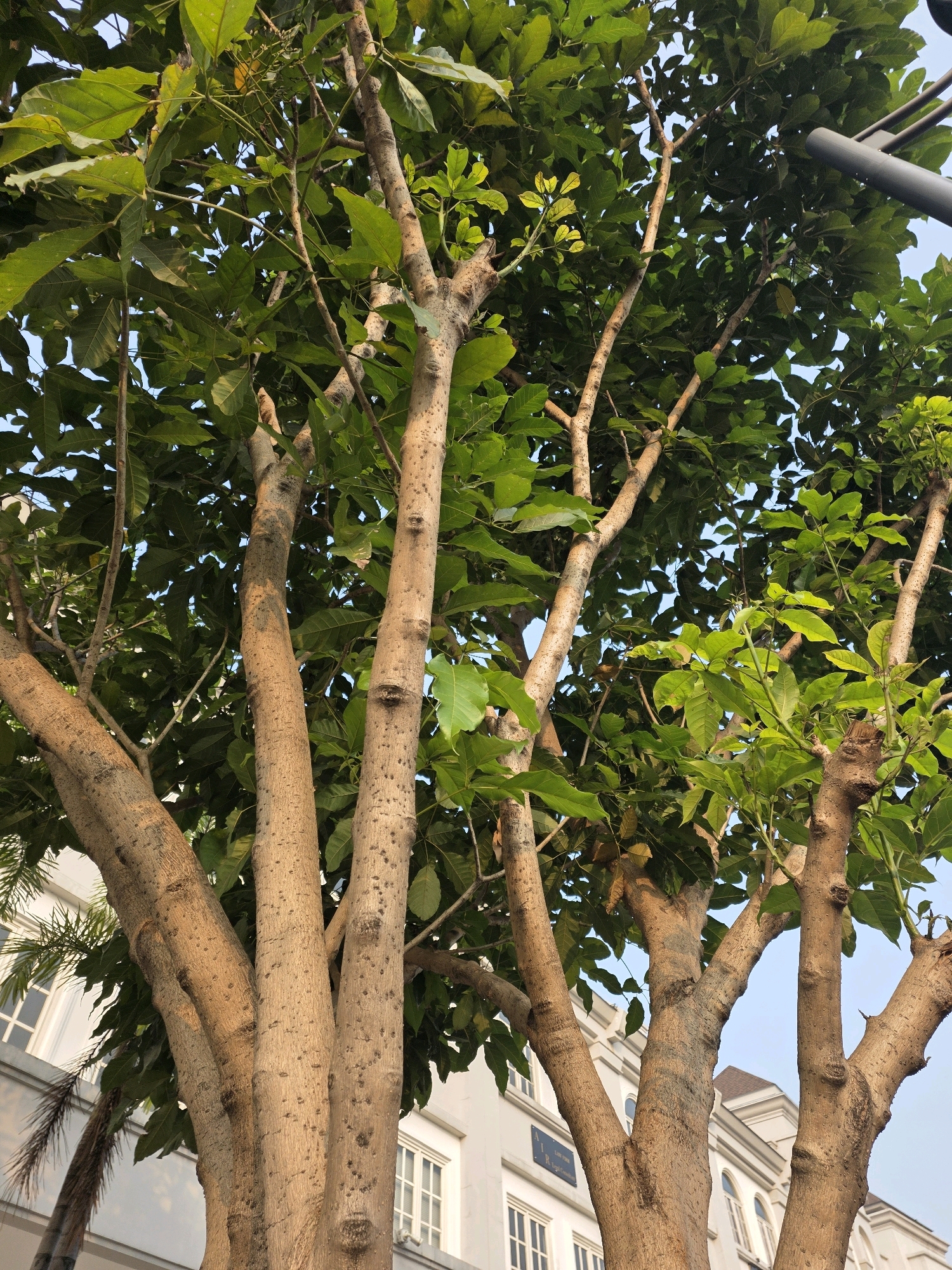 The image shows the trunk and branches of a tree with green leaves against a clear blue sky. In the background, a building with multiple windows and architectural details is visible, suggesting an urban or suburban setting. A portion of a dark, cylindrical object, possibly a light post, is also present in the upper right corner of the frame. The scene appears to be a street or public space in the city of Bojongsoang, Indonesia, given the context provided. There are no people or animals visible in the image. The focus is on the natural elements of the tree and its surroundings.