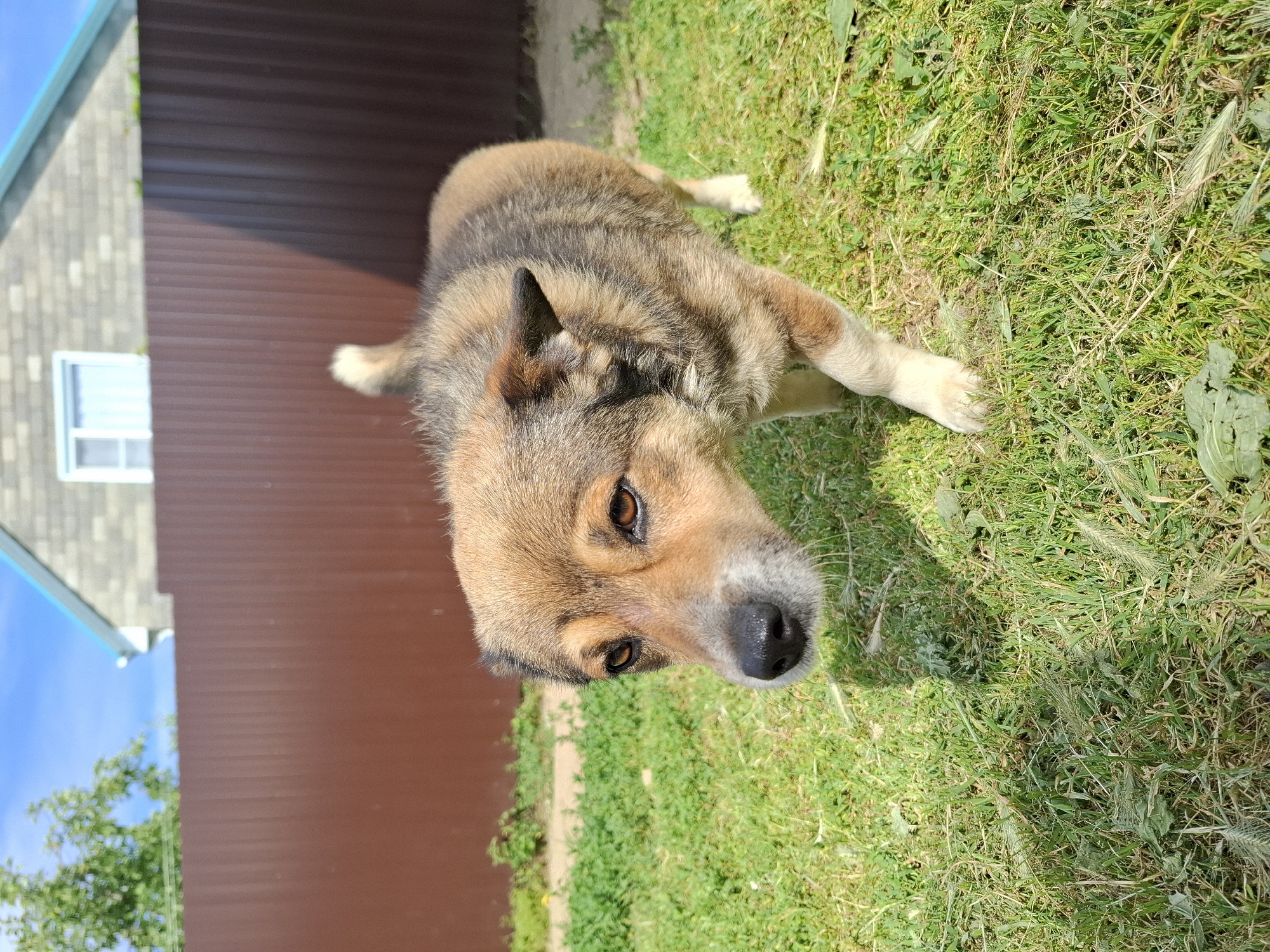A medium-sized dog with tan and dark brown fur is lying on bright green grass. The dog is facing towards the camera, with its head tilted slightly. It has alert, dark brown eyes and a black nose. The dog's fur is thick and appears somewhat shaggy.
Behind the dog, a brown wooden fence runs horizontally across the frame. To the left of the fence, a portion of a house is visible. It has a gray, sloped roof and a white-framed window. Above the house, a clear blue sky is visible. To the left of the house, green foliage from trees can be seen. The ground is covered in lush green grass, with some dry blades and weeds mixed in.
The lighting suggests it is daytime, likely sunny, as there are distinct shadows cast on the grass. The scene appears to be an outdoor residential setting, possibly a backyard, in Korenovsk, Russia. The dog's expression is calm and curious. There is no visible text in the image.