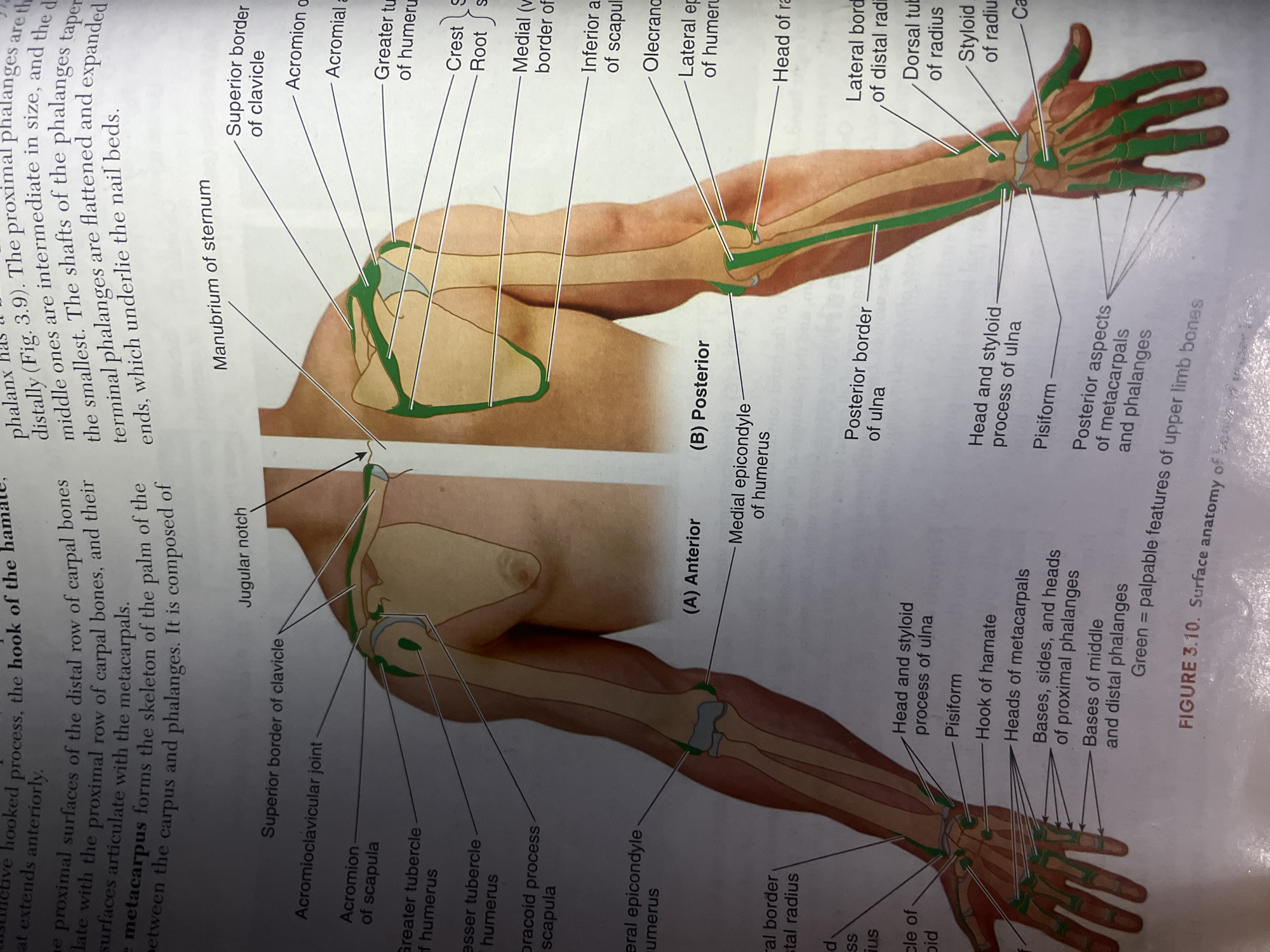 The image is a diagram of the surface anatomy of the upper limb, illustrating bones and key landmarks of the shoulder, arm, forearm, and hand. The diagram is divided into anterior and posterior views. Labels point to structures such as the clavicle, scapula, humerus, radius, ulna, carpals, metacarpals, and phalanges. There is no information present in the image that relates to the city of Jalingo, Nigeria.