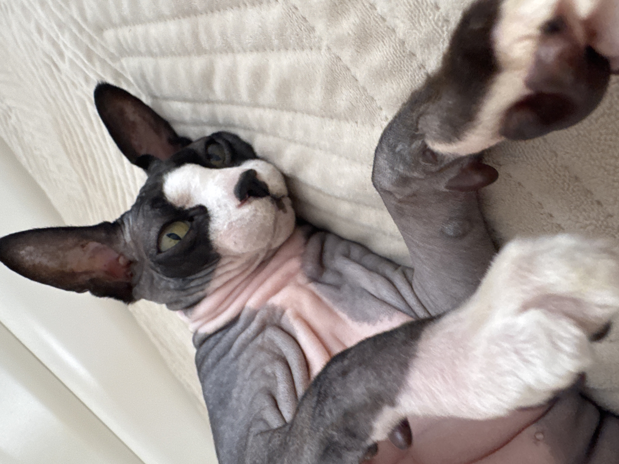 A close-up, eye-level, horizontal shot features a Sphynx cat lying on its side on a cream-colored, textured blanket. The cat's skin is a mix of grey and pink, with visible wrinkles across its body. Its large ears are dark grey, and its face has a black mask around the eyes and nose, with white fur on its cheeks and muzzle. The cat has prominent green eyes. Its front paws are white with some grey markings, and its hind legs are partially visible, also showing grey and white fur. The background consists of a soft, textured surface, possibly a bed or couch, with a pale, smooth surface in the upper left corner. There is no discernible location in the city of Netanya, Israel.
