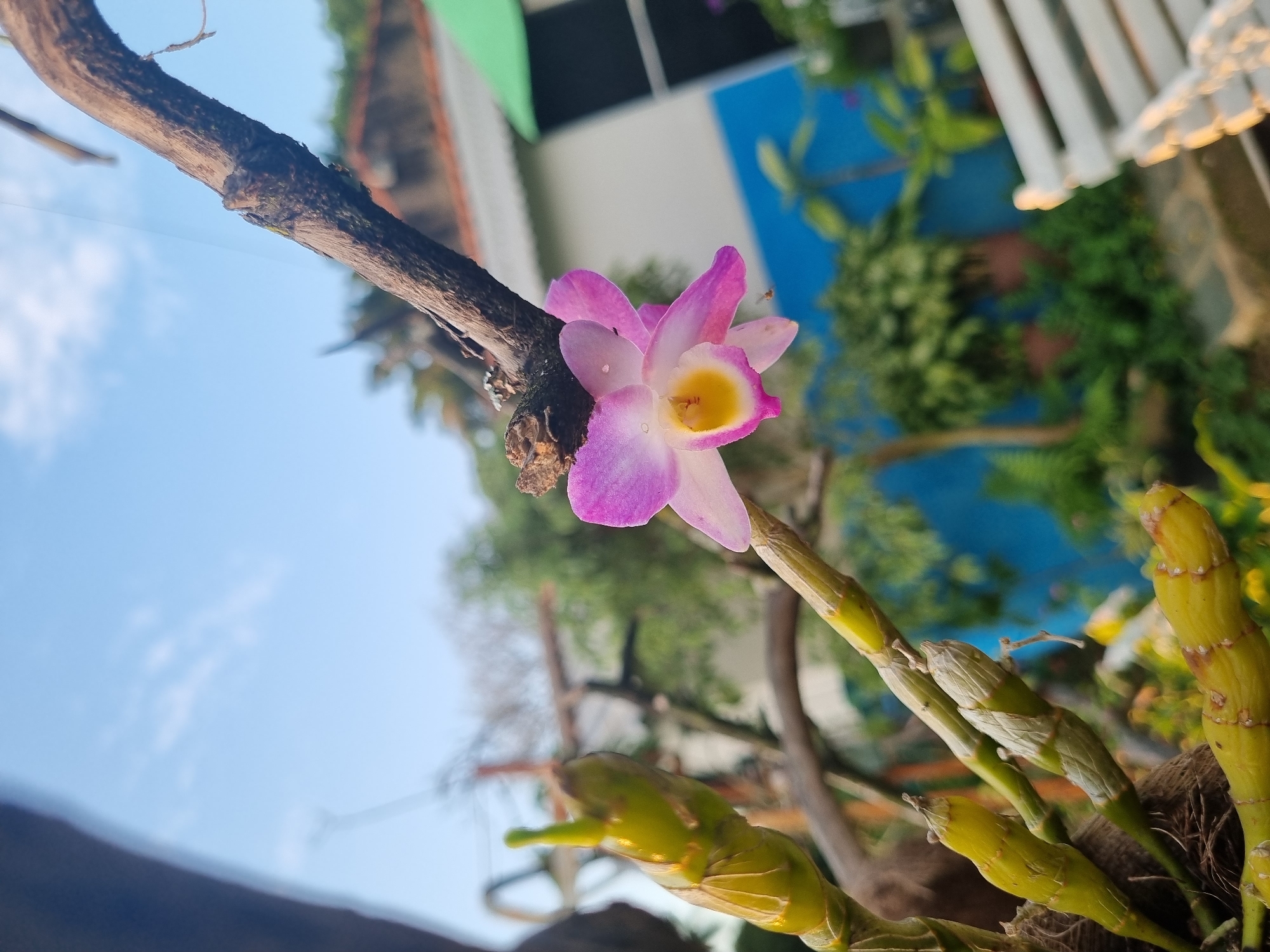 A close-up, low-angle shot captures a delicate pink and yellow orchid bloom in focus against a blurred background. The orchid is attached to a rough, brown branch, with dew drops visible on its petals. To the left, several green orchid pseudobulbs are also visible, some unfurling new growth. In the distance, a building with white, blue, and green walls is partially obscured by lush green foliage. A white bench is positioned in the lower right corner, out of focus. The sky above is a clear blue with a few wispy clouds. The scene appears to be a residential garden in Laranjal Paulista, Brazil, likely a sunny day. There are no people or animals directly visible in the frame.
