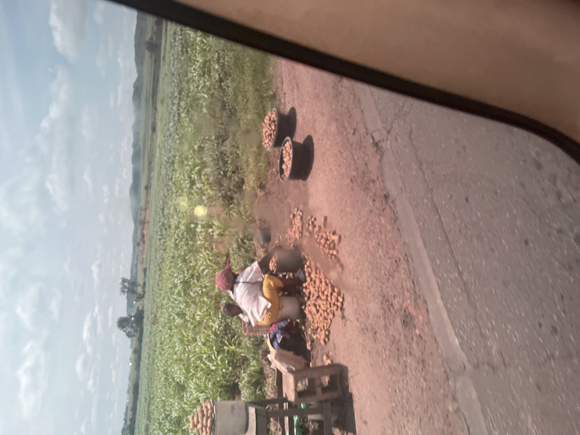 A young person is sitting on a white bucket, wearing a red cap, white shirt, and yellow pants, near a pile of potatoes. A larger person is standing behind them, seemingly sorting through potatoes. In the foreground, a large amount of potatoes are scattered on the dirt ground. To the left, a metal stand holds a bucket filled with potatoes. In the background, a lush green field of crops stretches towards a distant hilly landscape under a cloudy sky. The scene appears to be along a roadside, possibly in or near the city of Kuru, Nigeria, given the agricultural setting and the presence of individuals selling produce.