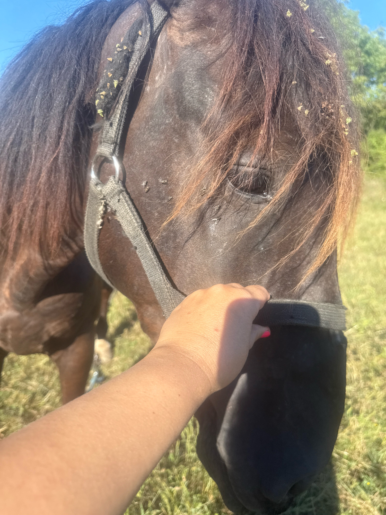 A close-up, outdoor, eye-level shot shows a person's hand gently touching the face of a dark brown horse. The horse is wearing a black halter. Small bits of debris, possibly from plants, are visible on the halter and in the horse's mane and forelock. The background consists of green grass and trees under a clear blue sky, suggesting a rural or park setting. The image does not contain information about the location in the city of Tenginka, Russia.