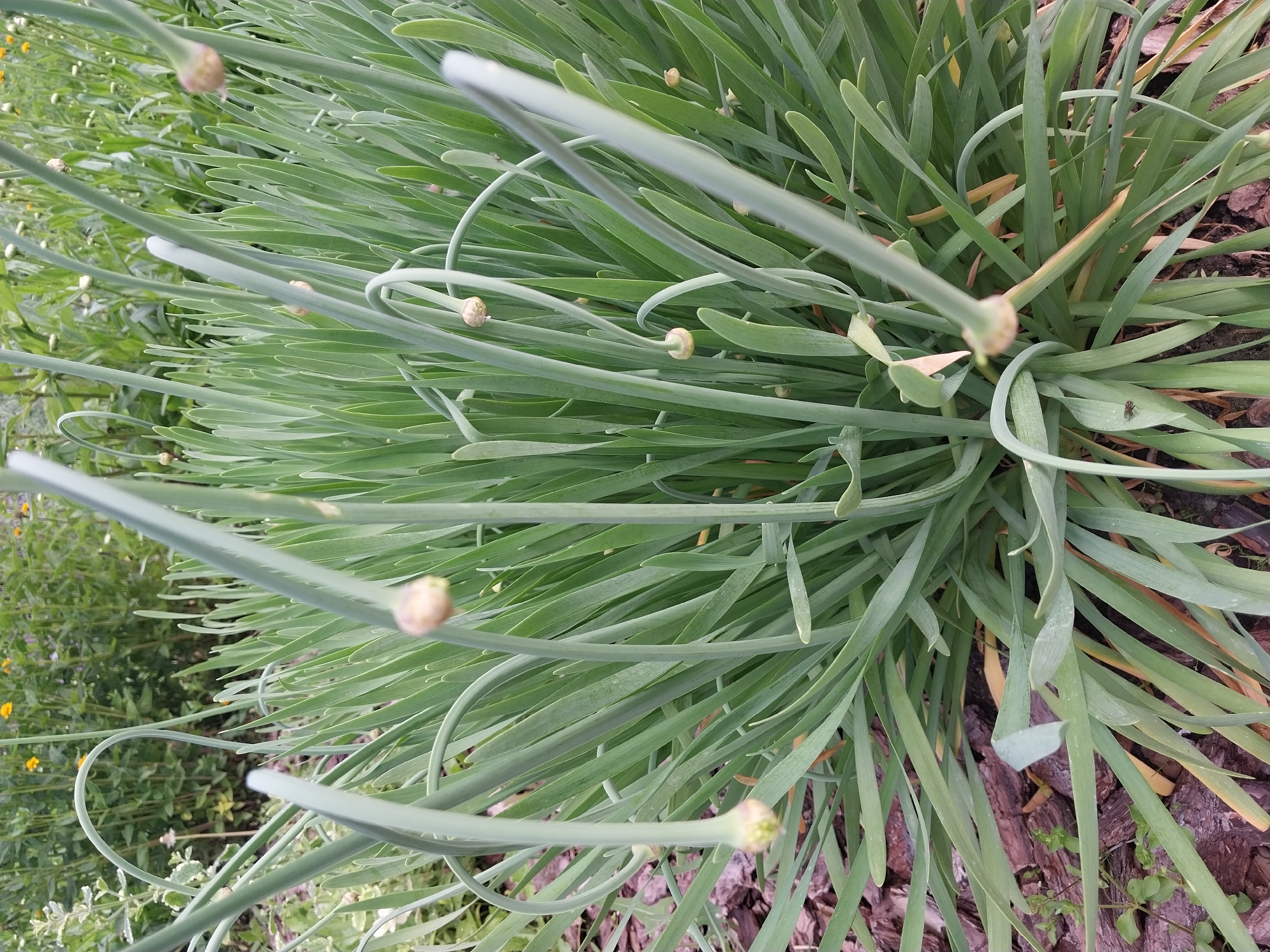 This close-up, eye-level shot shows a patch of green, grass-like plants with long, slender leaves and developing flower buds. Some of the stems curve over, holding the buds downward, while others stand more upright. The plants are growing in a garden bed mulched with dark brown bark chips. In the background, out of focus, are more green plants and a few small yellow flowers. The scene appears to be outdoors in a garden or park setting within the city of Dnipro, Ukraine. No people are visible in the image, and no specific actions or interactions are depicted.