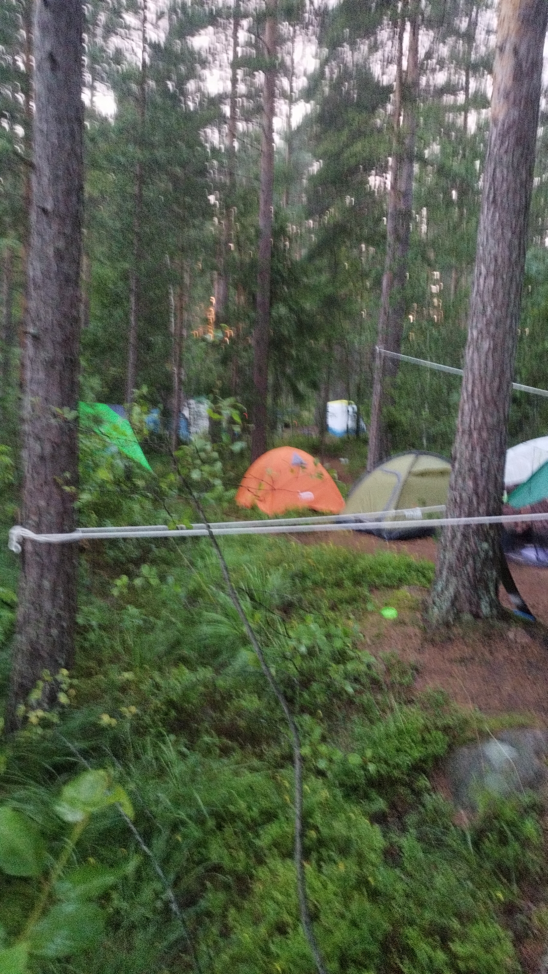 The image depicts a forest campsite. Several tents are visible, including a green one on the left, an orange one in the center, and a green and gray one further back. There are also other tents or structures in the background that are less distinct. The area is surrounded by trees, and the ground is covered with grass and other vegetation. A rope is strung across the foreground, likely for clothesline or as a boundary. The lighting suggests it is either early morning or late evening. The location of Tarasovskoe, Russia is not discernible from the image content.