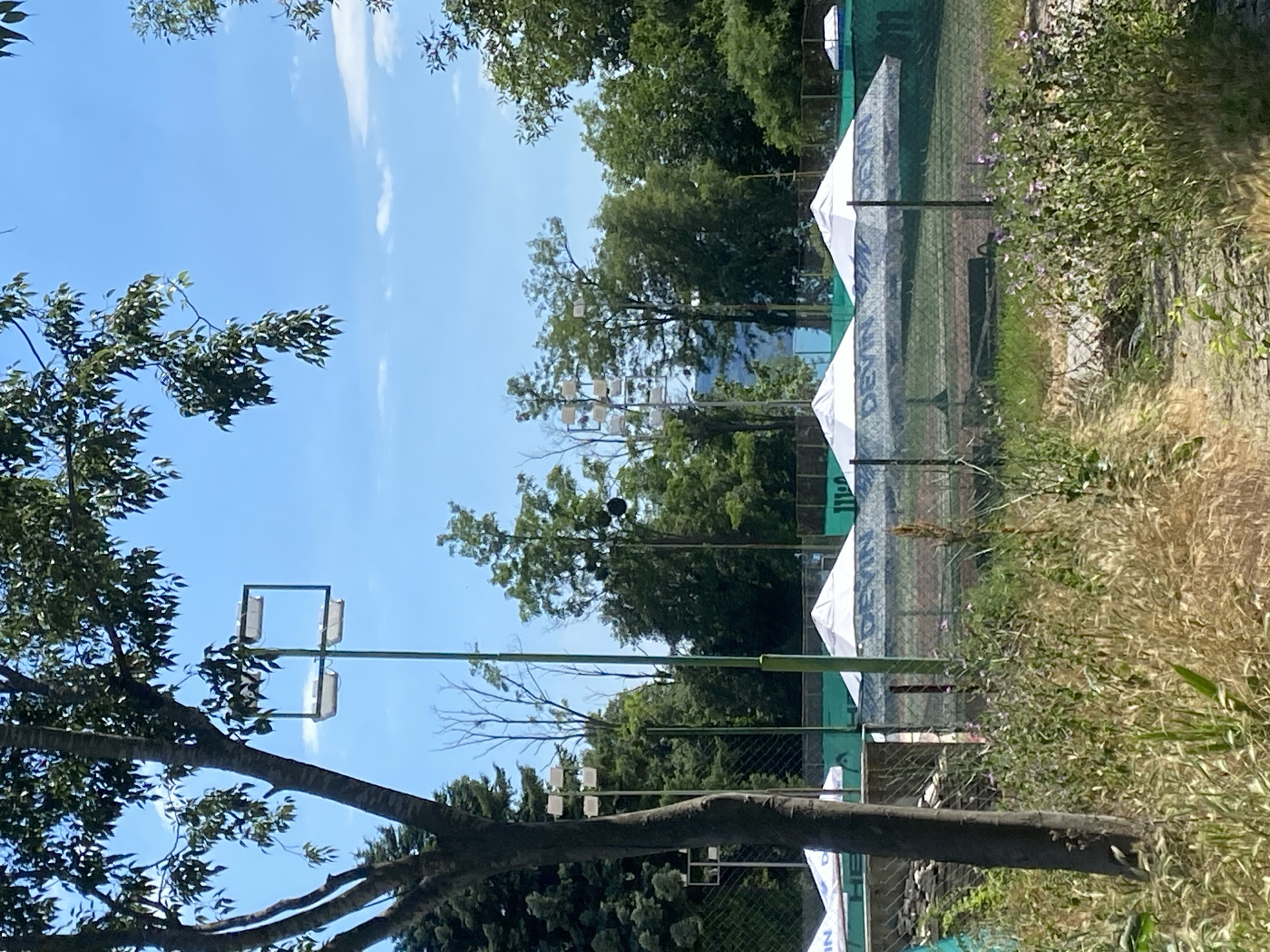 The image depicts an outdoor tennis court in Varna, Bulgaria, under a clear blue sky. A tall tree with dark bark and green leaves stands prominently in the foreground to the left, casting a partial shadow. In the middle ground, a chain-link fence encloses the tennis court. Beyond the fence, several white umbrellas with gray patterns are set up, providing shade. The tennis court itself is visible in the background, with green netting lining the sides. Two tall light poles with multiple rectangular lights are visible, one to the left of the tree and another further back behind the fence. Lush green trees and foliage surround the court, creating a natural backdrop. A body of water, possibly the Black Sea, is faintly visible in the distance, beyond the trees. The ground in the foreground is covered with dry grass and some sparse purple flowers. The overall scene suggests a warm, sunny day at a recreational facility.