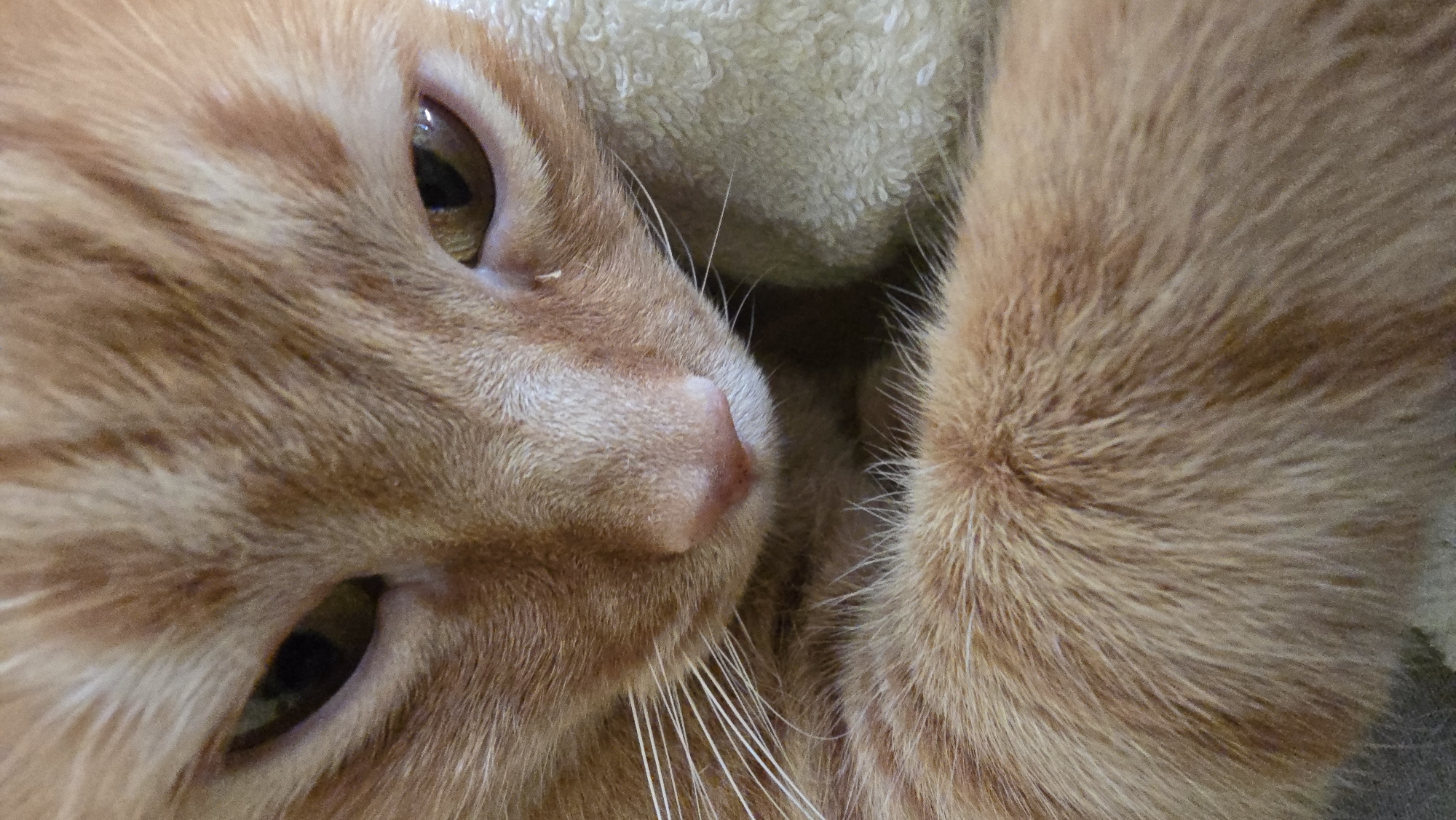 A close-up shot of a ginger cat's face is captured from a low angle. The cat's fur is a warm orange with subtle stripes. Its eyes are a deep amber, with the left eye partially obscured. The cat's pink nose is prominent in the center of the frame, surrounded by long white whiskers. The cat's paws are resting in front of its face, with soft, fluffy fur visible. The background is blurred, with a light-colored textured surface to the right of the cat, possibly a blanket or towel. The lighting is soft, highlighting the cat's features.