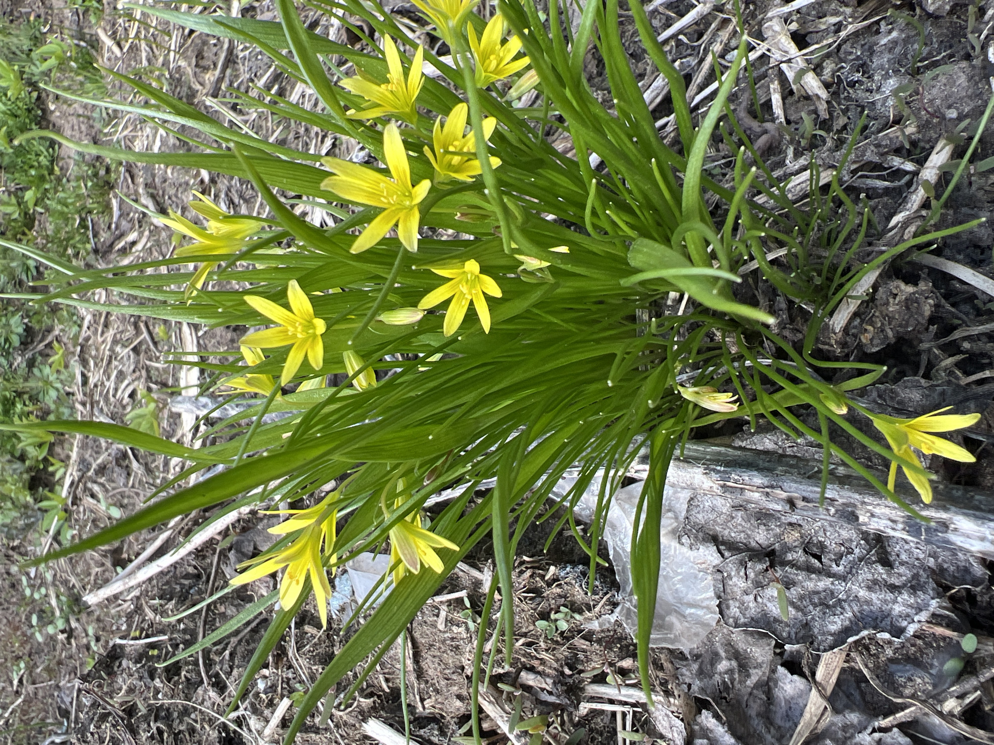 The image shows a cluster of yellow flowers with long, slender green leaves growing in an outdoor setting. The ground is covered with dry, brown debris and patches of soil. There is a piece of light-colored, possibly decayed wood or debris in the background. The precise location is Chaikovsky, Russia. No people are visible in the image.