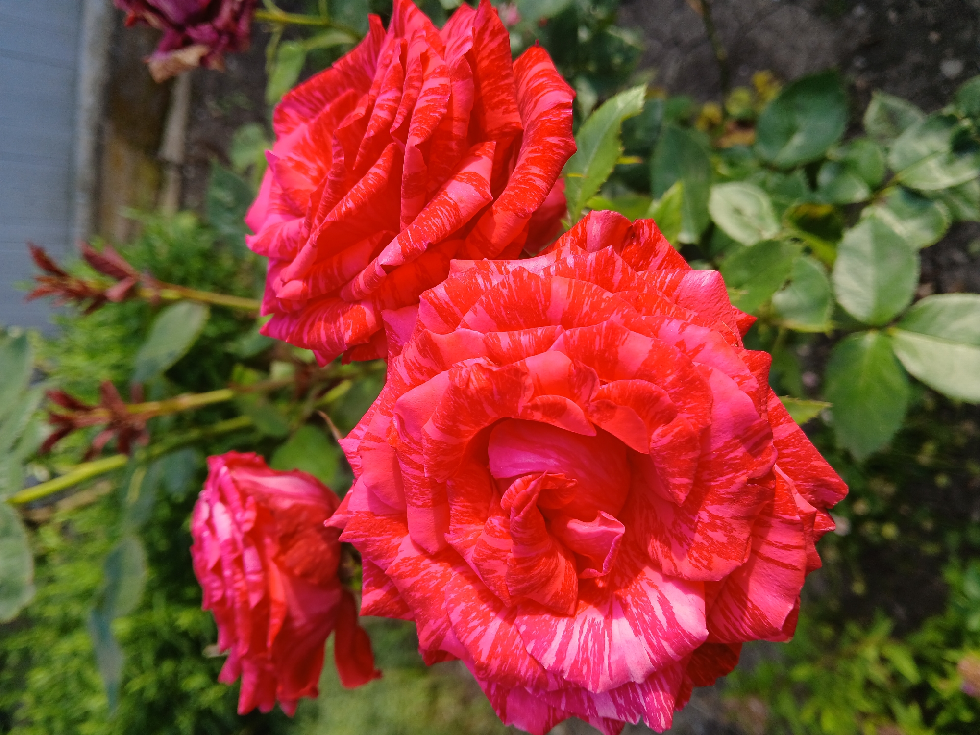 A close-up, eye-level, outdoor, natural light photograph captures three striped roses in full bloom, situated in what appears to be a garden or park in Korenovsk, Russia. The roses are predominantly a vibrant red with delicate pink streaks, their petals unfurling in complex layers. The rose in the foreground is the largest and most sharply focused, showcasing the intricate patterns of its petals. Behind it, to the left and right, are two slightly less focused roses of similar coloration. The background is softly blurred, with green foliage and the suggestion of a grey wooden fence, typical of a residential or public garden setting. The overall impression is one of natural beauty and tranquility, with no people or animals visible.